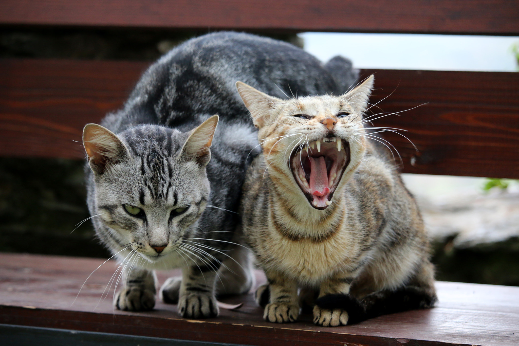 Canon EF-S 55-250mm F4-5.6 IS STM sample photo. Little tiger photography