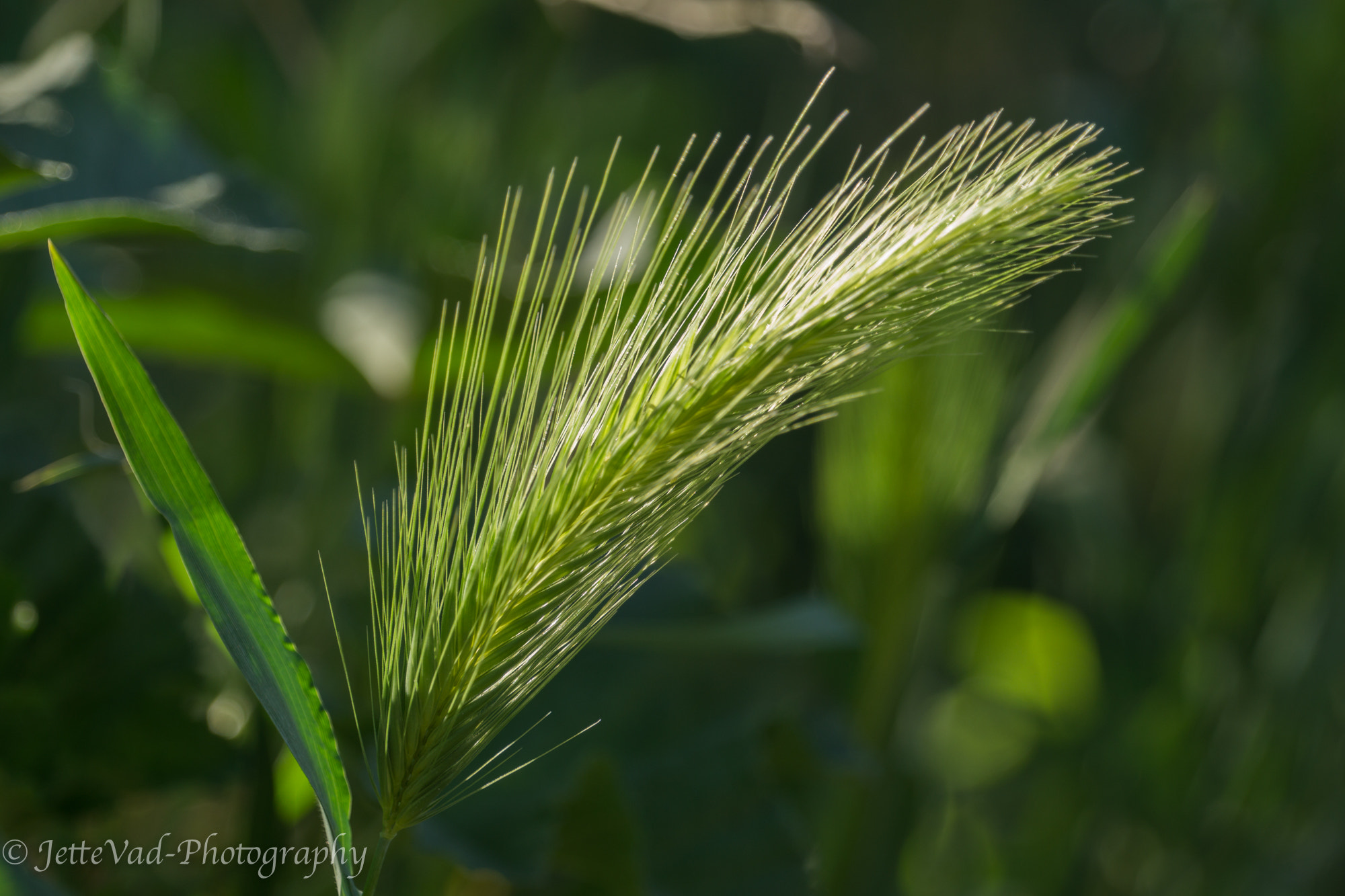 Sony E 18-200mm F3.5-6.3 OSS sample photo. Green straw photography