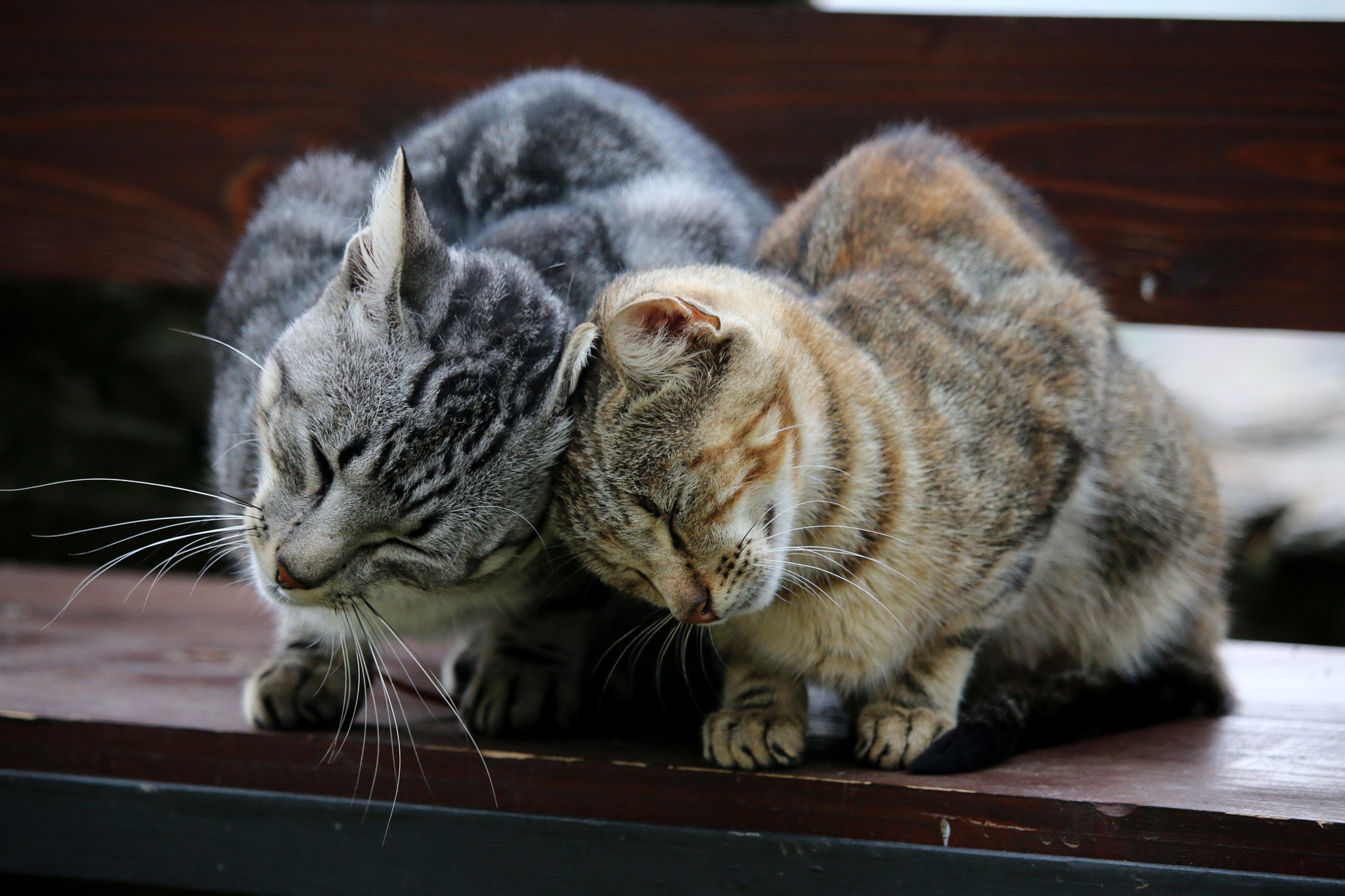 Canon EF-S 55-250mm F4-5.6 IS STM sample photo. Cuddles photography