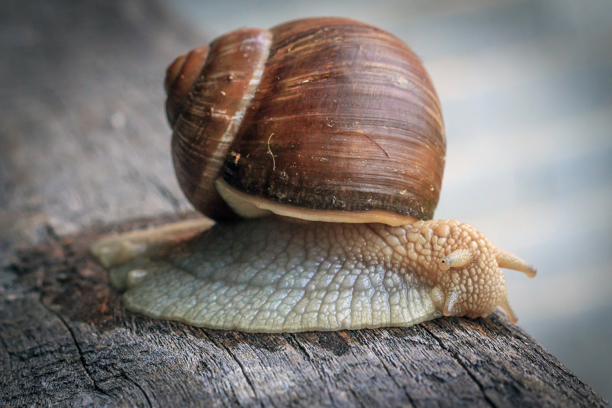 Canon EOS 650D (EOS Rebel T4i / EOS Kiss X6i) + Canon EF 50mm F1.8 STM sample photo. Snail photography