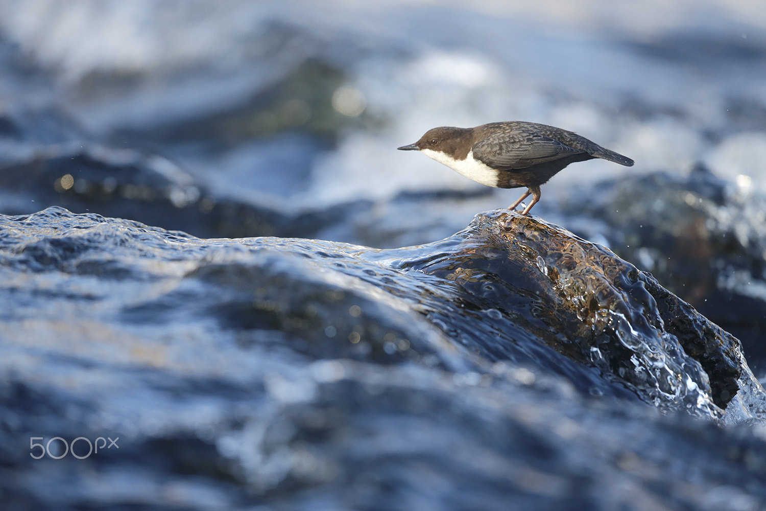 Canon EF 500mm F4L IS II USM sample photo. Dipper on rock photography