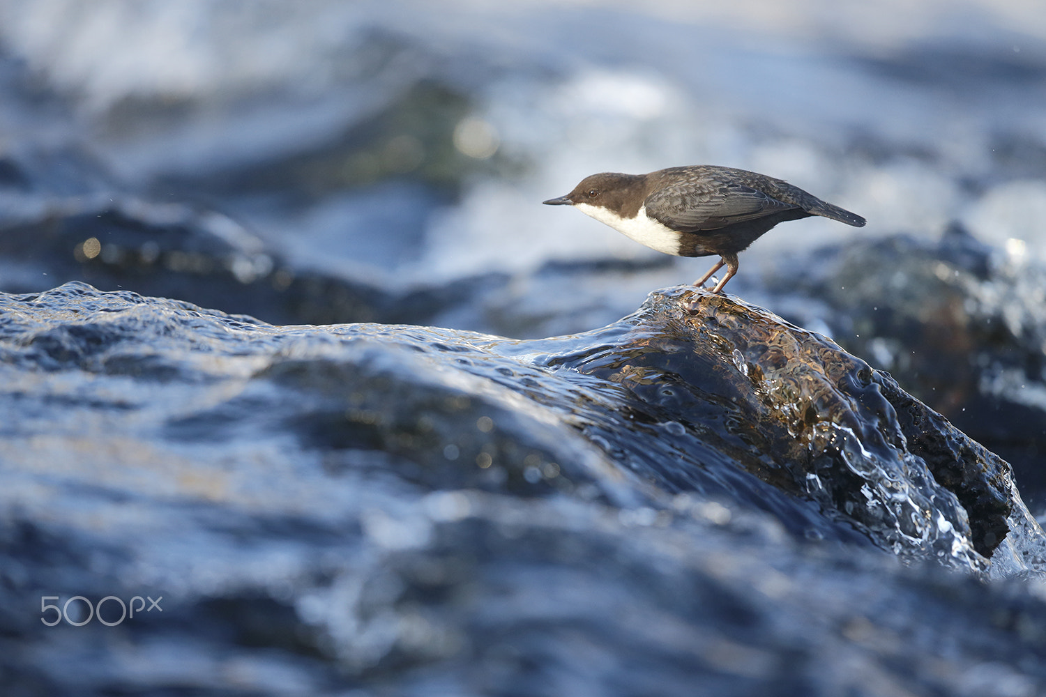 Canon EOS-1D X sample photo. Dipper on rock photography