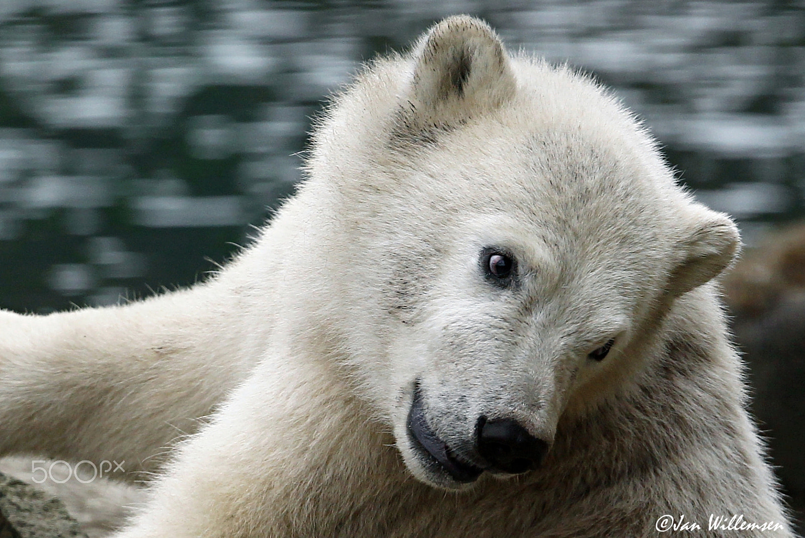 Canon EF 300mm F2.8L IS II USM sample photo. Polar bear photography