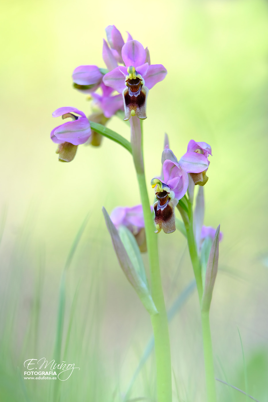 Fujifilm X-T2 sample photo. Ophrys tenthredinifera photography