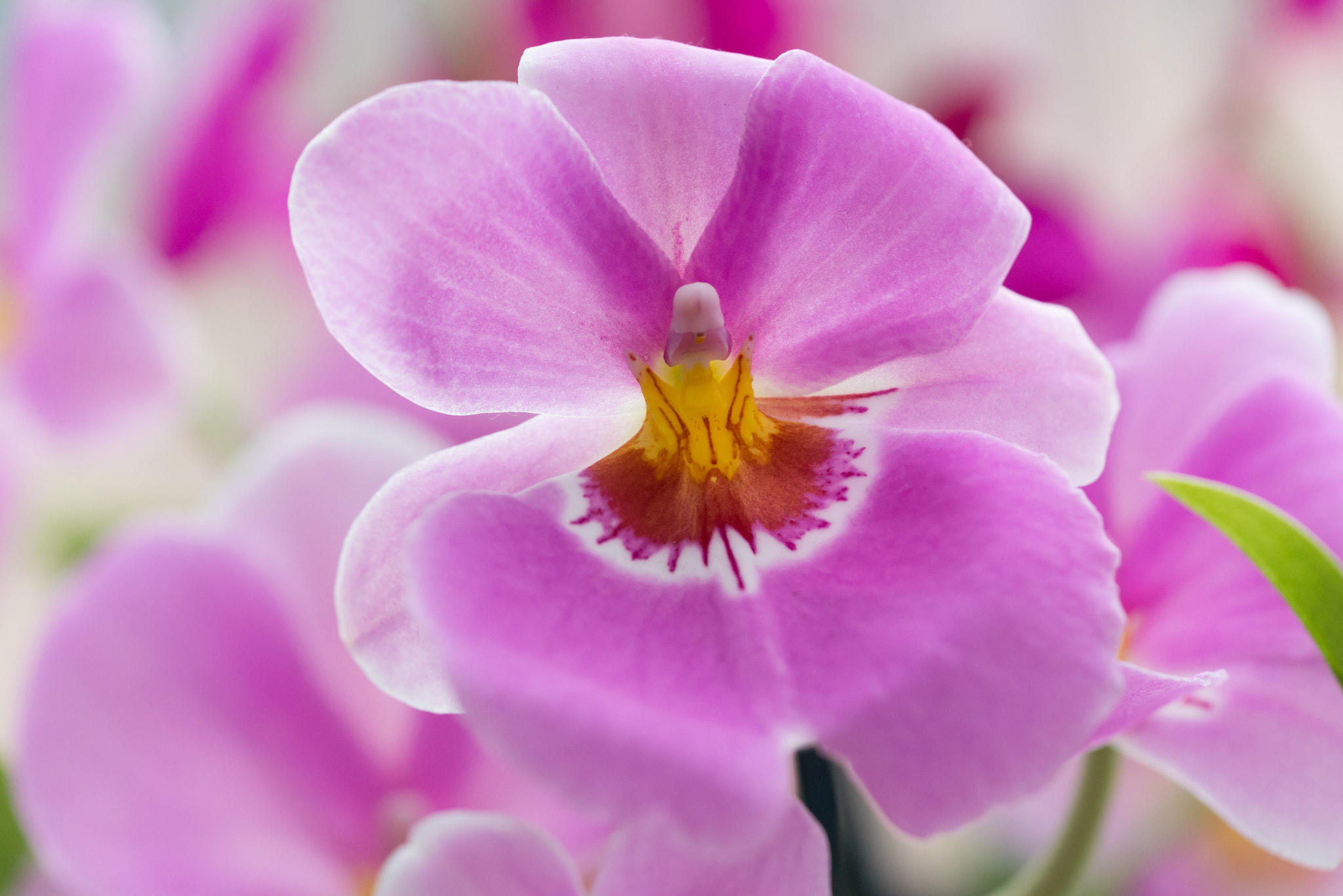 Nikon D600 sample photo. Pink orchid photography