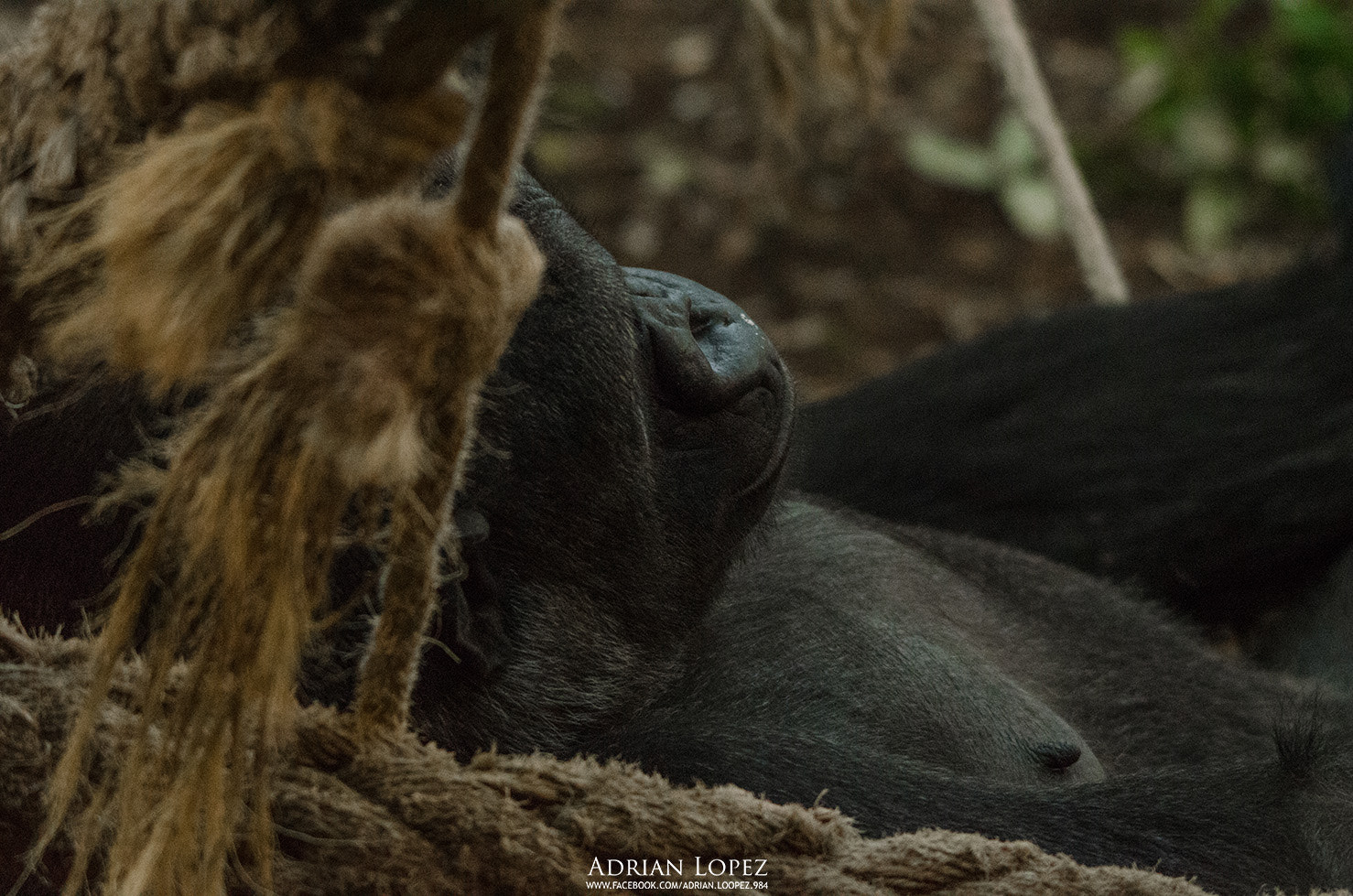 Sigma 150-500mm F5-6.3 DG OS HSM sample photo. Gorila photography