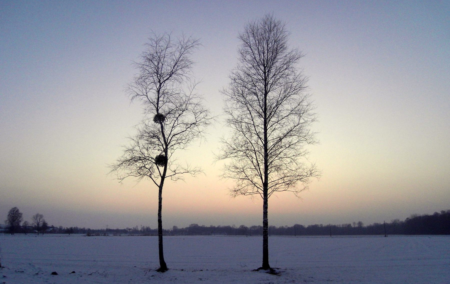 Samsung NV24HD, VLUU NV24HD, LANDIAO NV106HD sample photo. "winterbirken" photography
