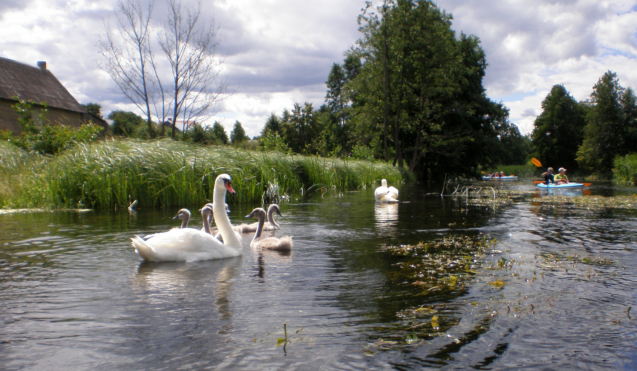 Olympus FE190/X750 sample photo. Podlasie in poland photography