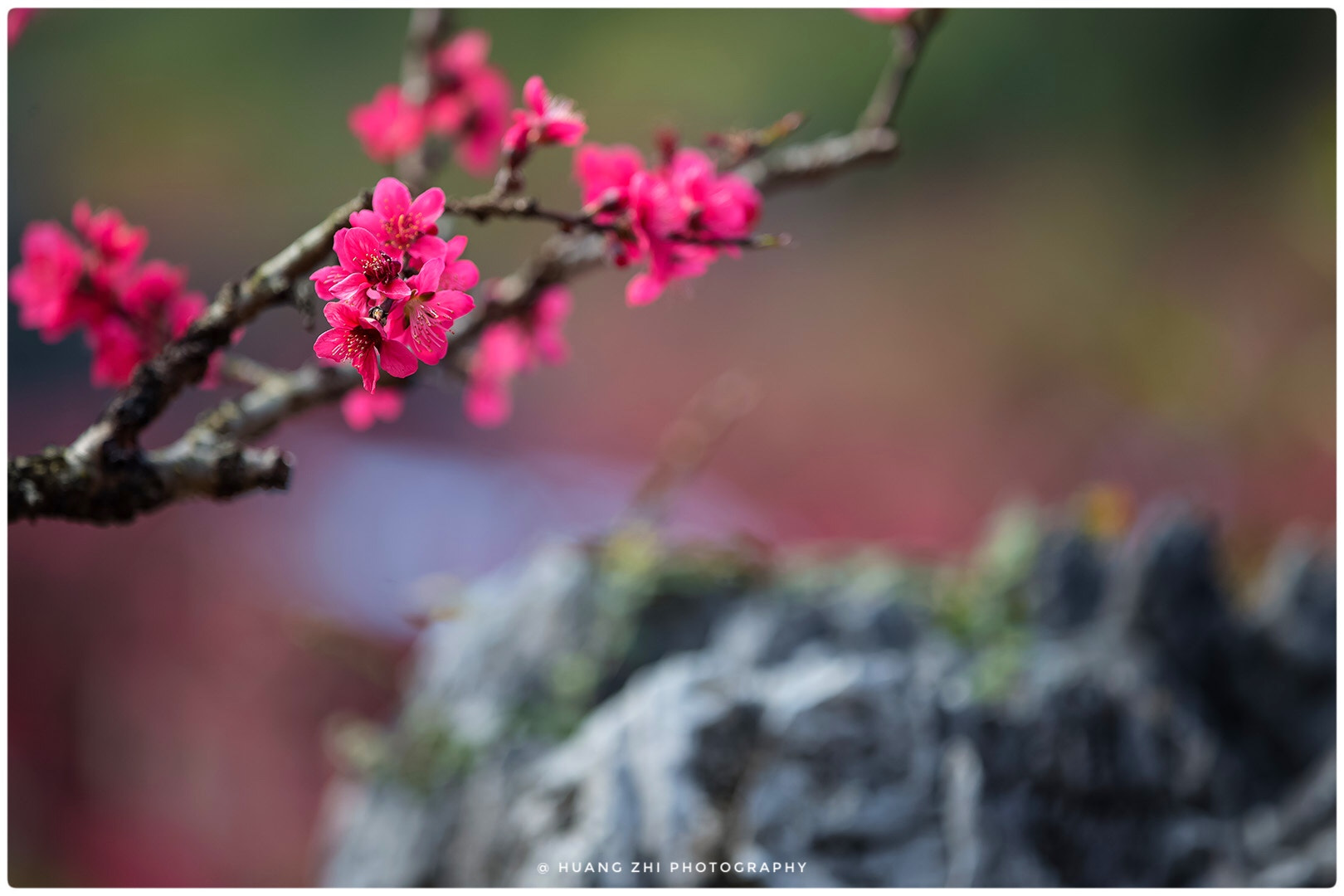 Canon EOS-1D X sample photo. Peach blossom photography