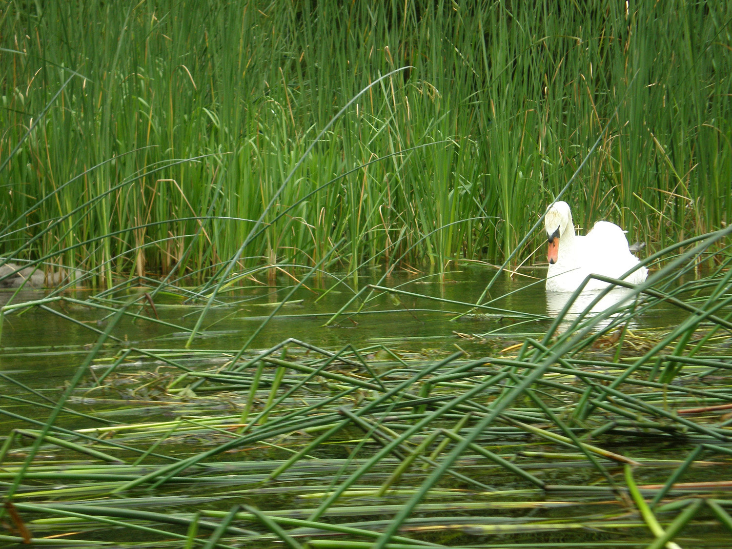 Olympus FE190/X750 sample photo. Podlasie in poland photography