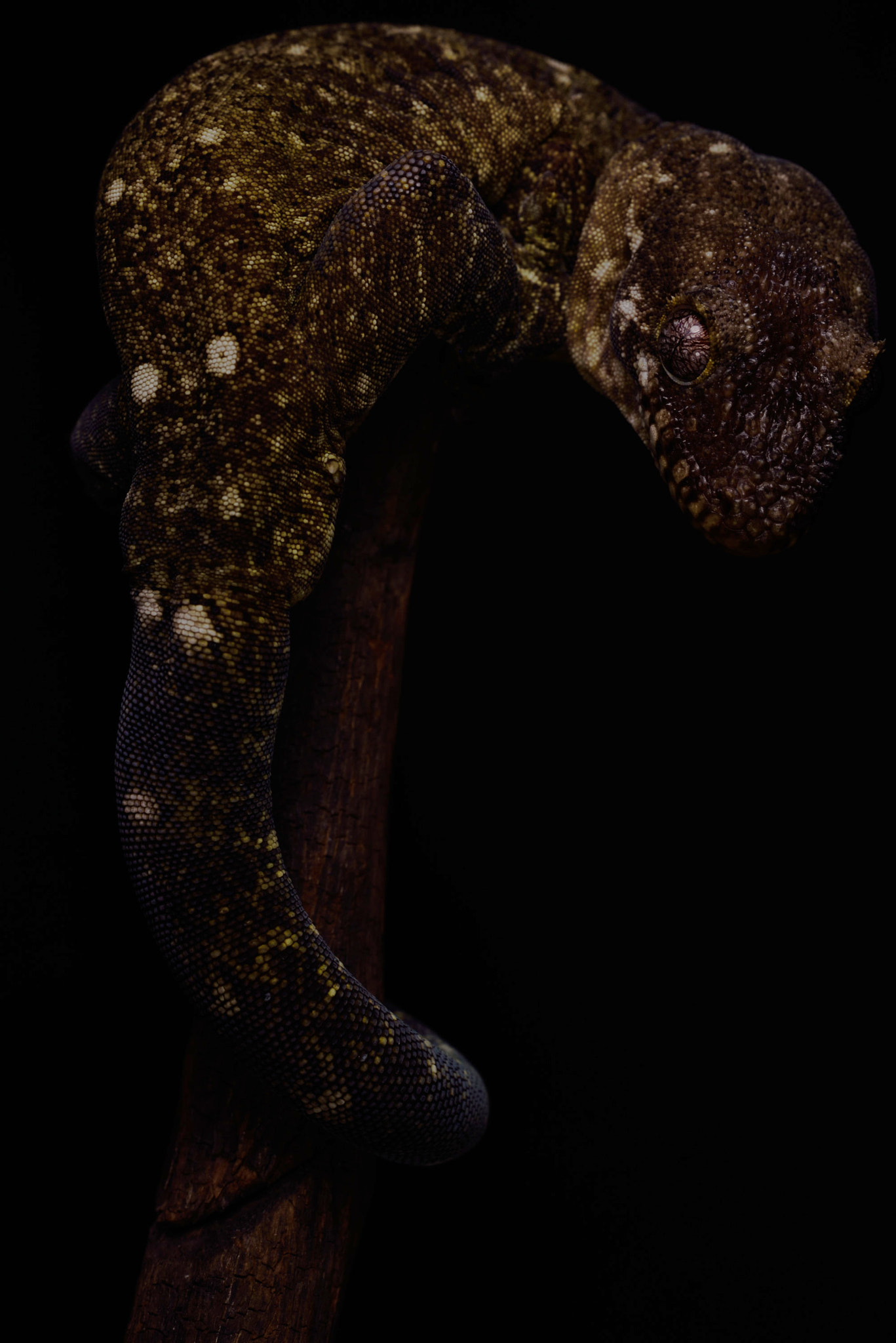 ZEISS Milvus 50mm F2 Macro sample photo. Rhacodactylus trachycephalus photography