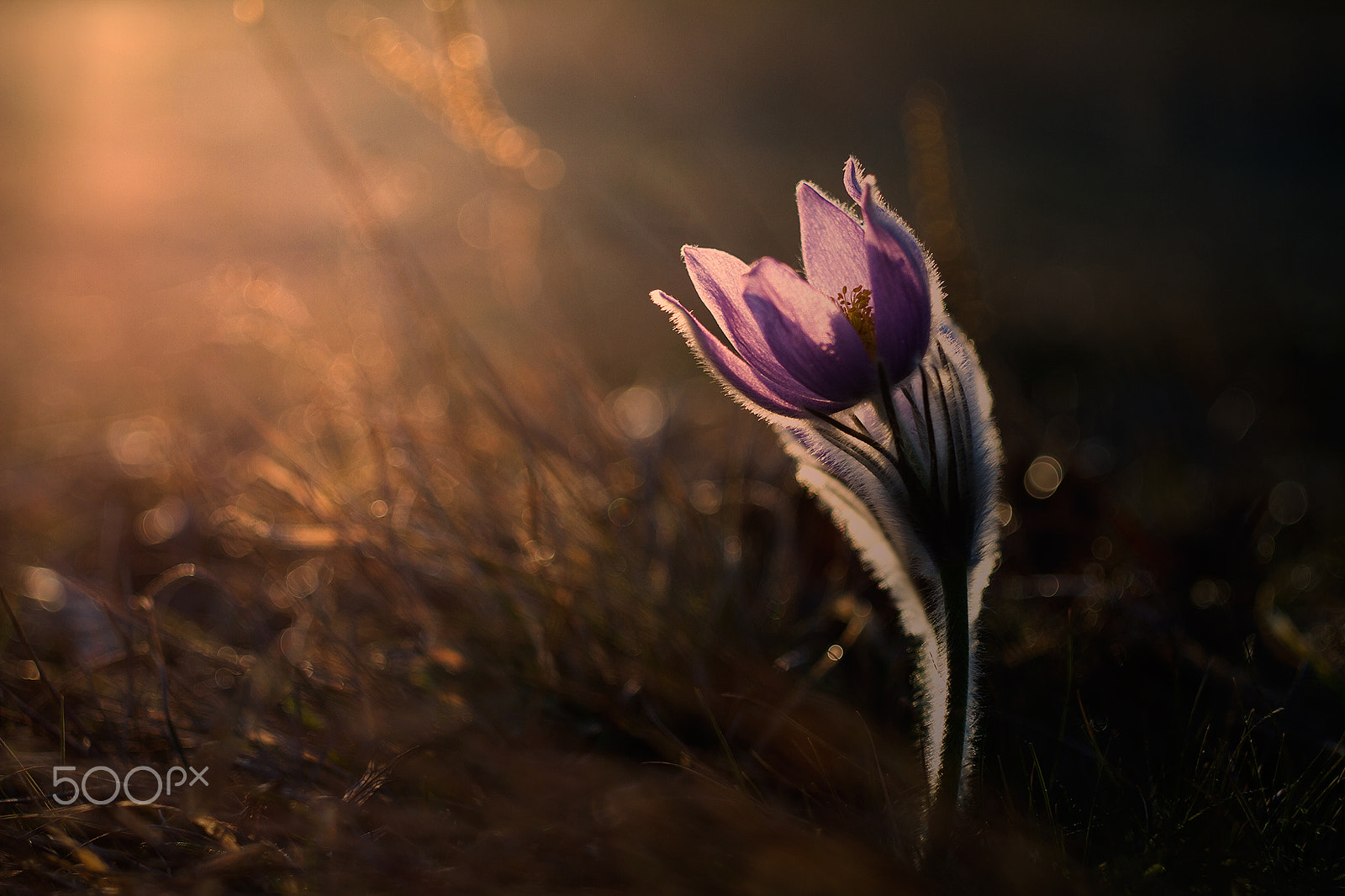 Canon EF 35-80mm f/4-5.6 sample photo. ...good night... photography