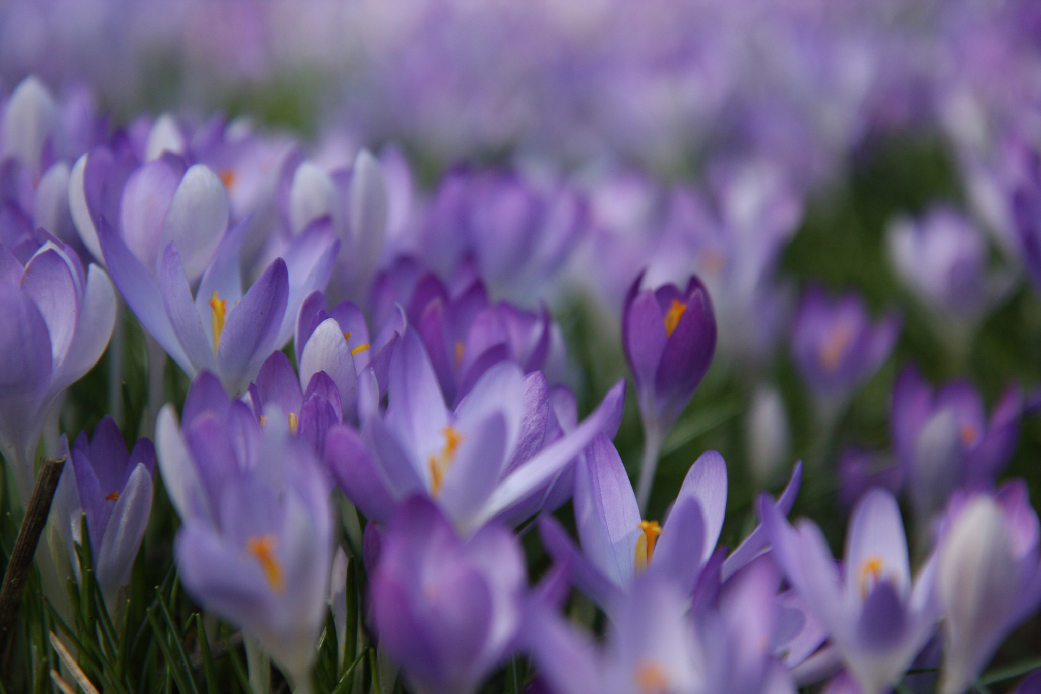 IS USM sample photo. Crocusses photography