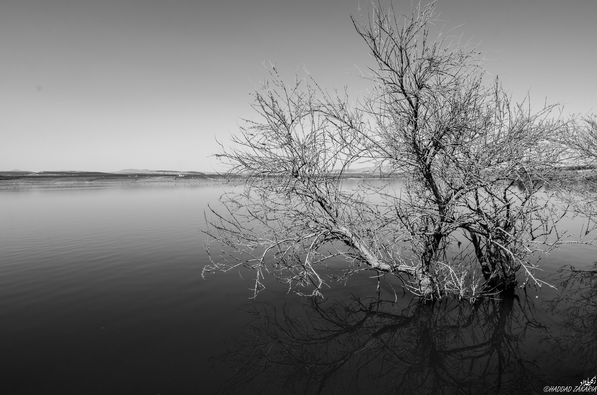 Samyang 14mm F2.8 ED AS IF UMC sample photo. Undead tree photography