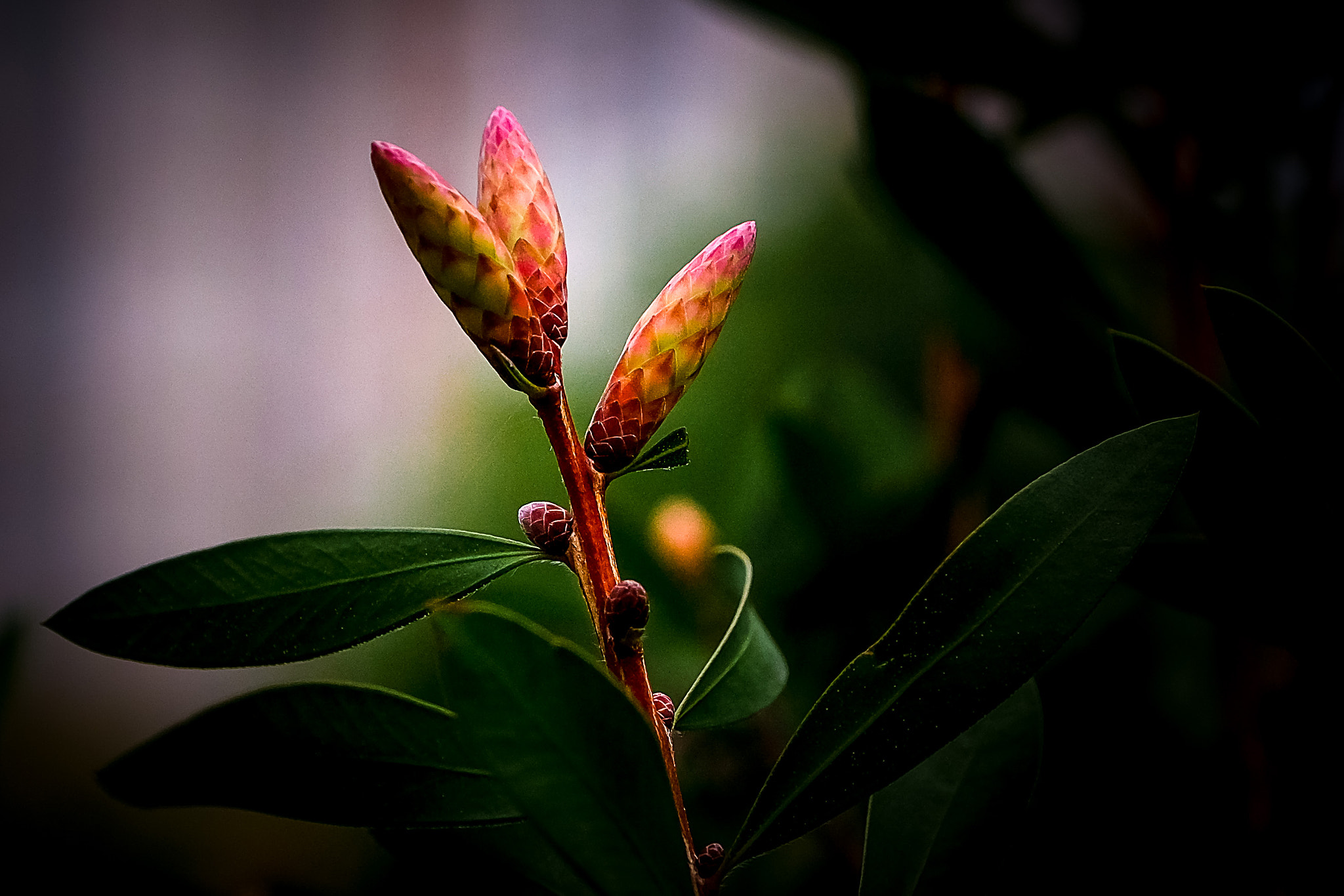 Fujifilm X-Pro2 + Fujifilm XF 16-55mm F2.8 R LM WR sample photo. 新芽 photography