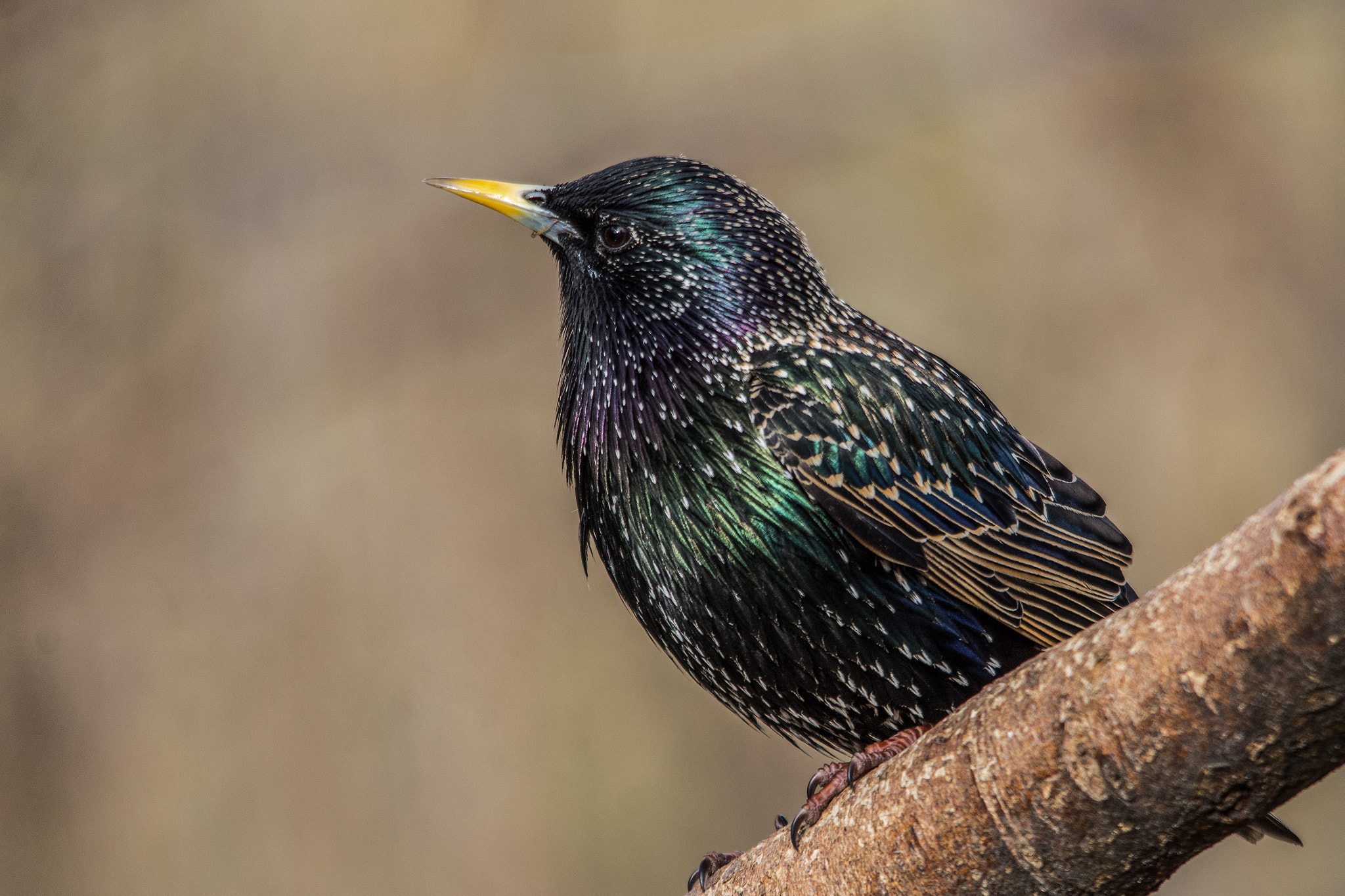 Sigma 150-500mm F5-6.3 DG OS HSM sample photo. European starling photography