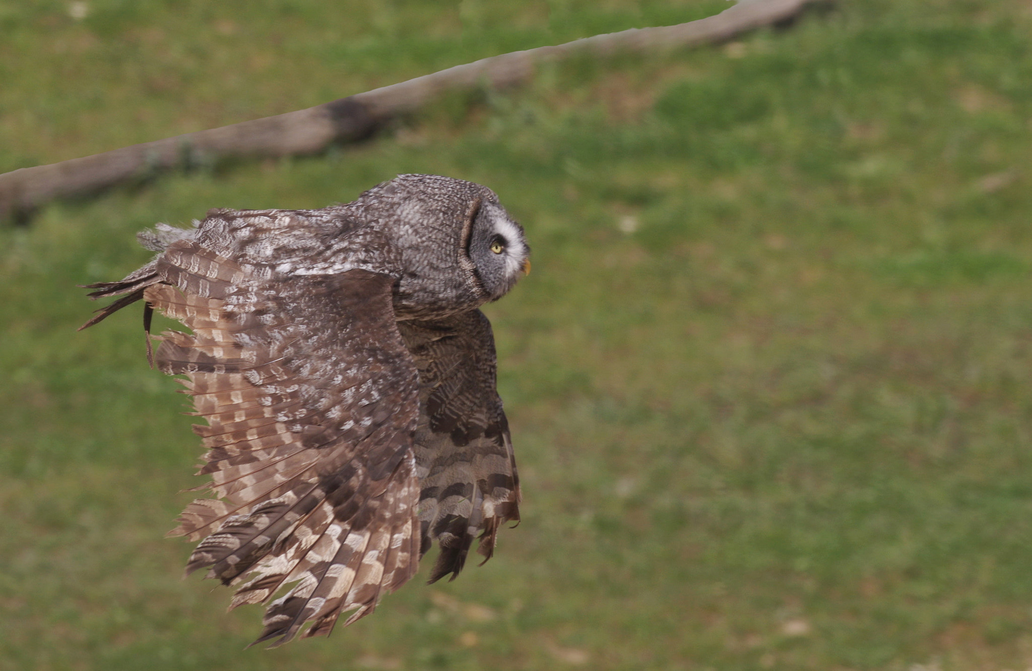 Pentax smc DA* 300mm F4.0 ED (IF) SDM sample photo. Chouette vol photography