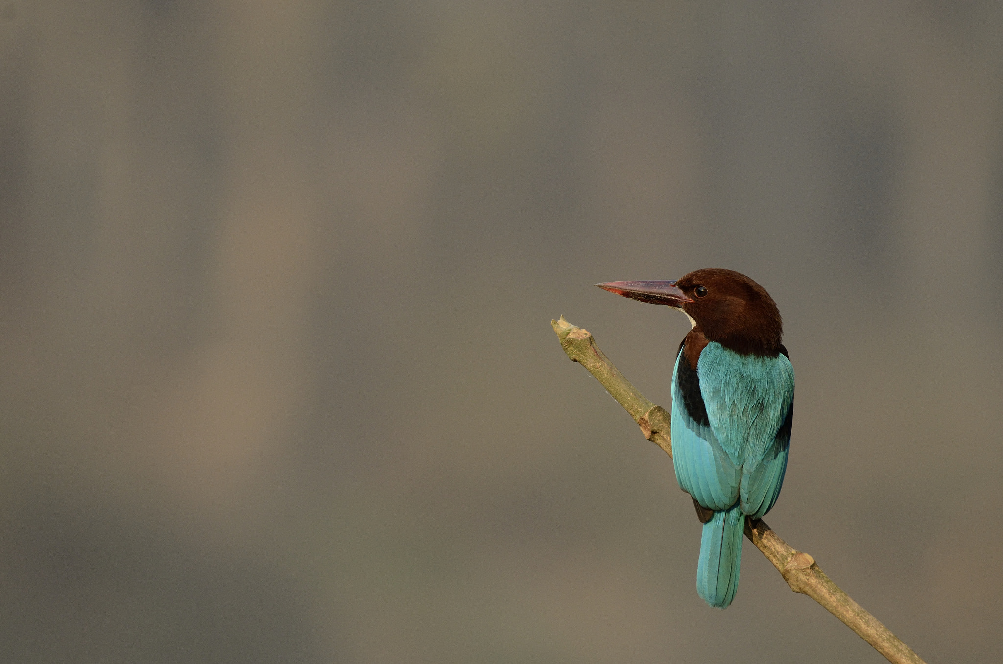 Nikon AF-S Nikkor 200-500mm F5.6E ED VR sample photo. White-throated kingfisher photography