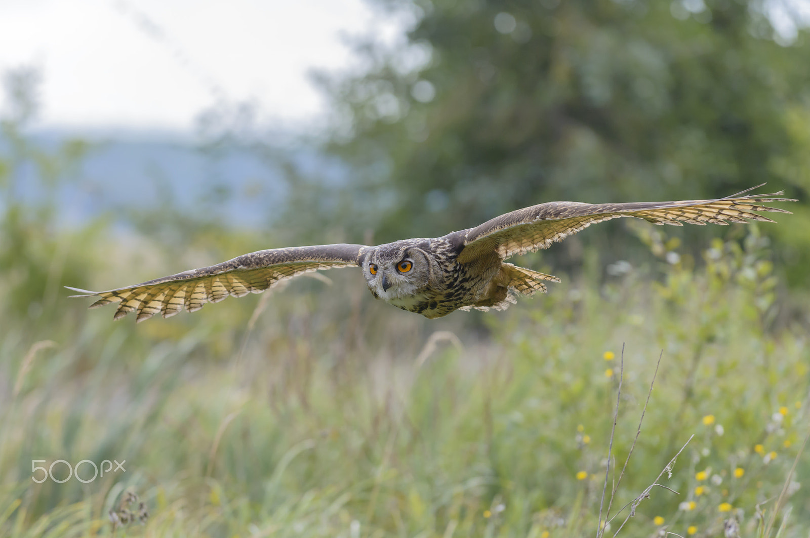 Nikon D800E sample photo. Uhu, bubo bubo, european eagle owl photography