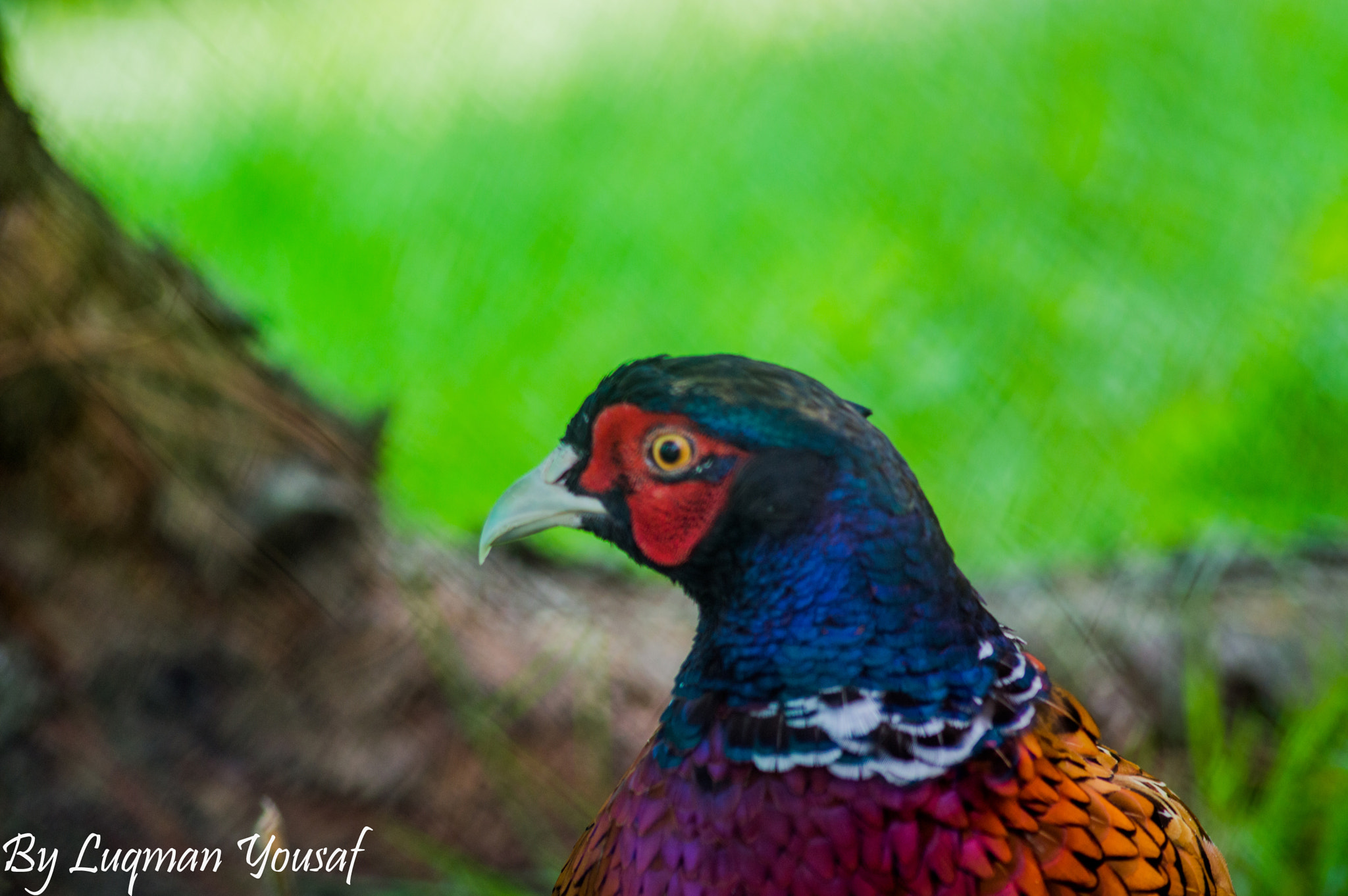 Sigma 70-300mm F4-5.6 APO DG Macro sample photo. Ring neck pheasent photography