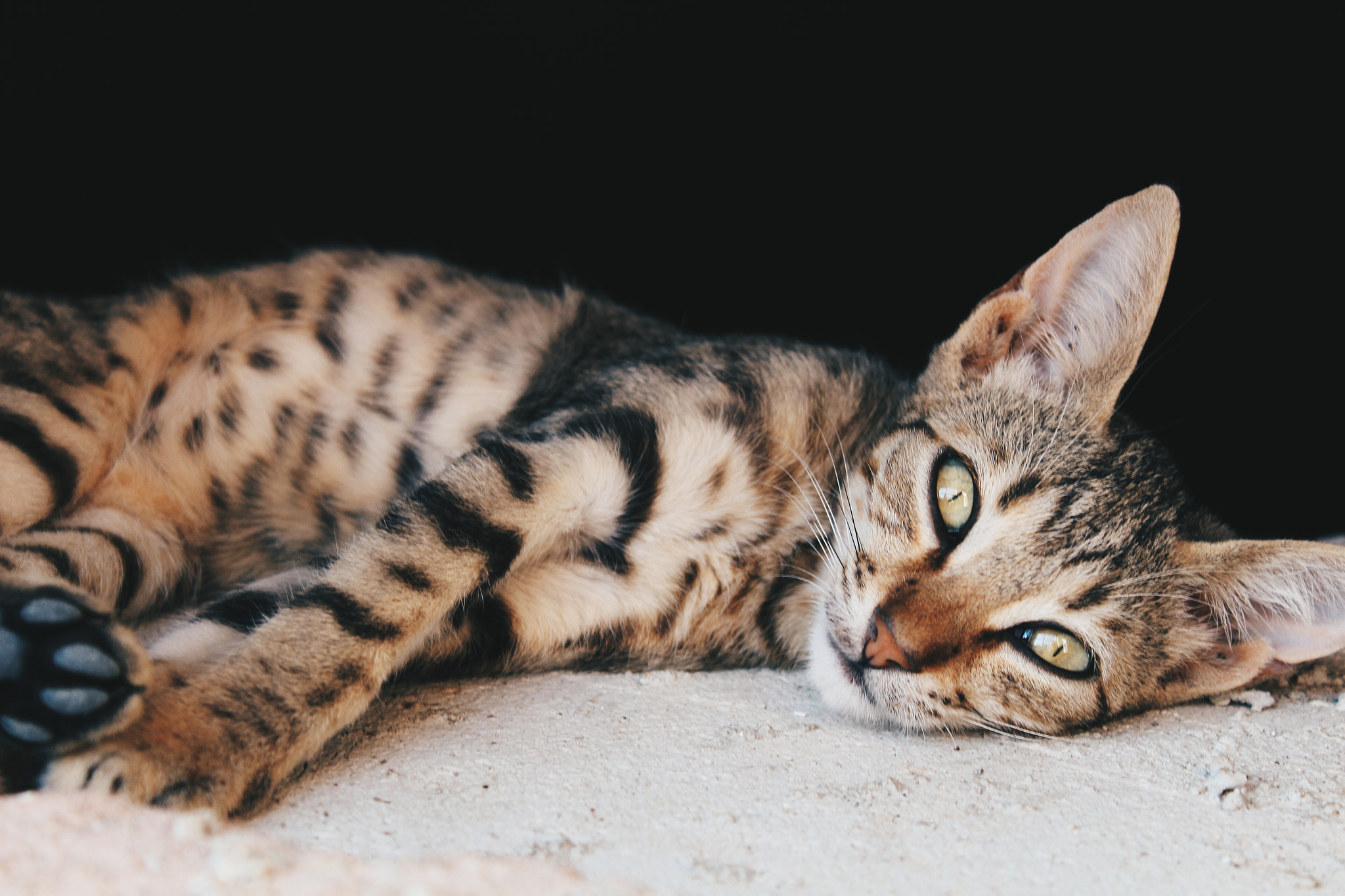 Canon EOS 700D (EOS Rebel T5i / EOS Kiss X7i) + Canon EF 135mm F2.8 SF sample photo. Processed with vsco with hb2 preset photography