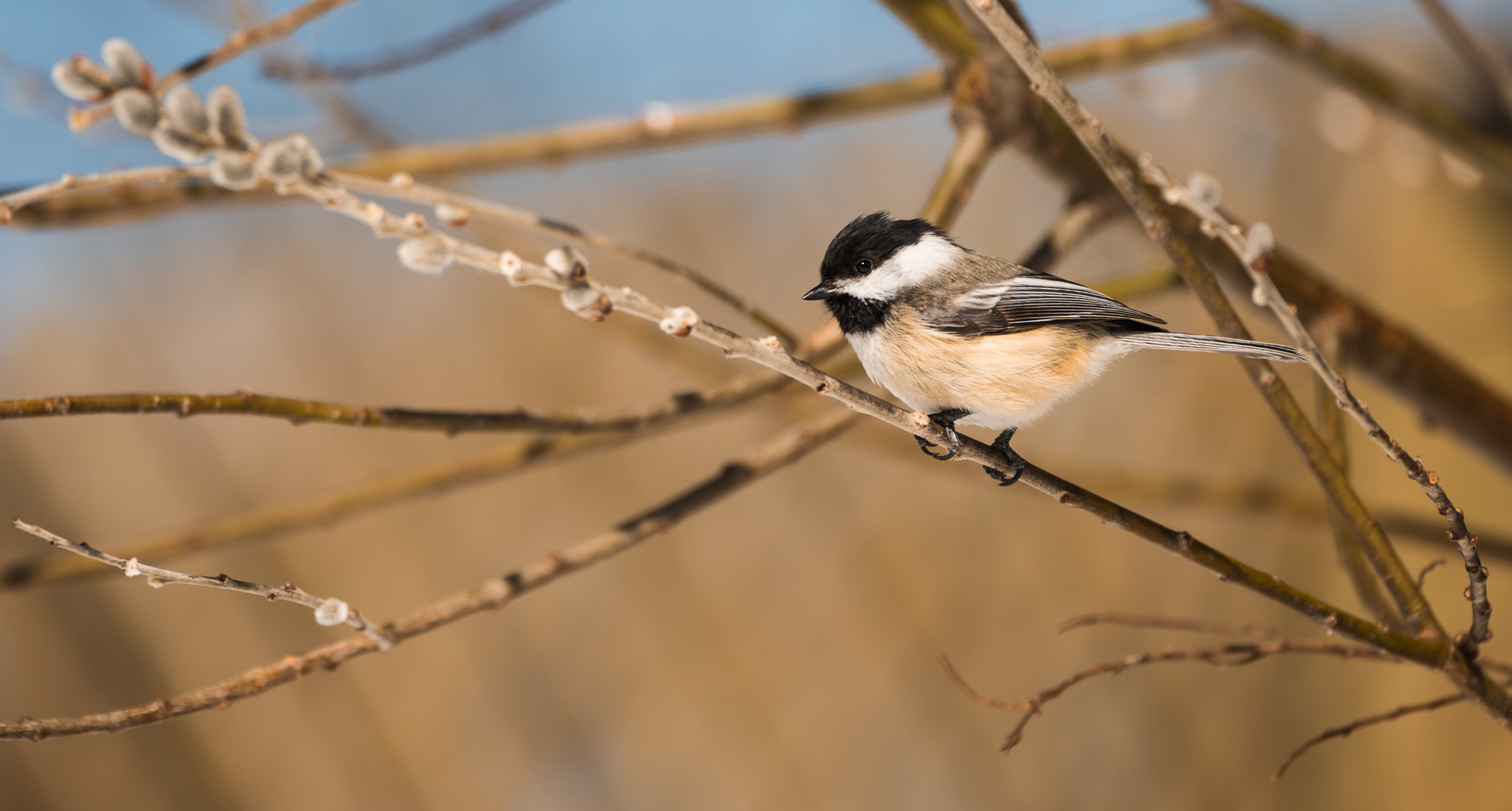 Nikon D810 sample photo. Little chickadee photography