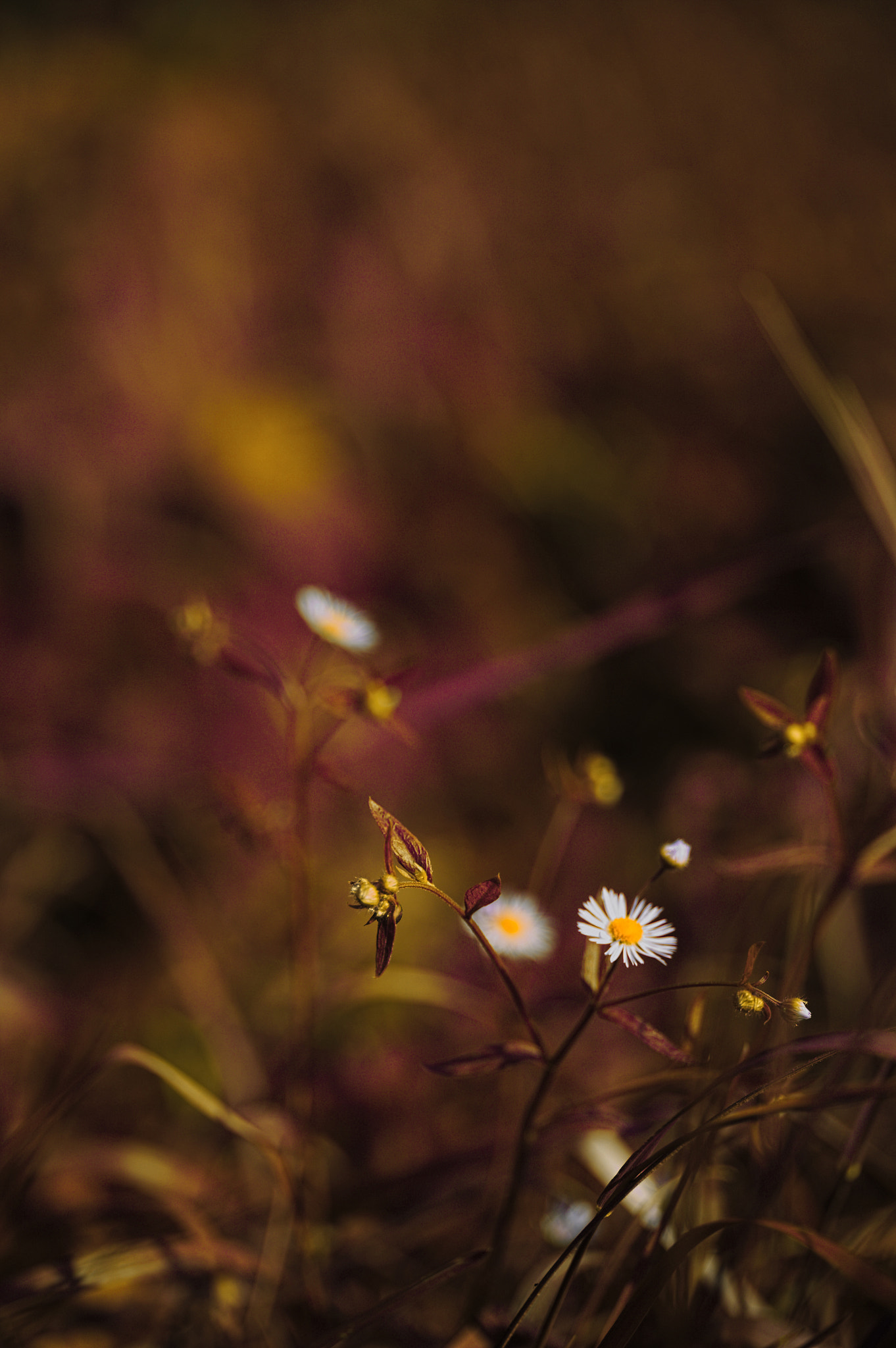 Canon EOS 5D + Sigma 105mm F2.8 EX DG Macro sample photo. Img_2321-1.jpg photography
