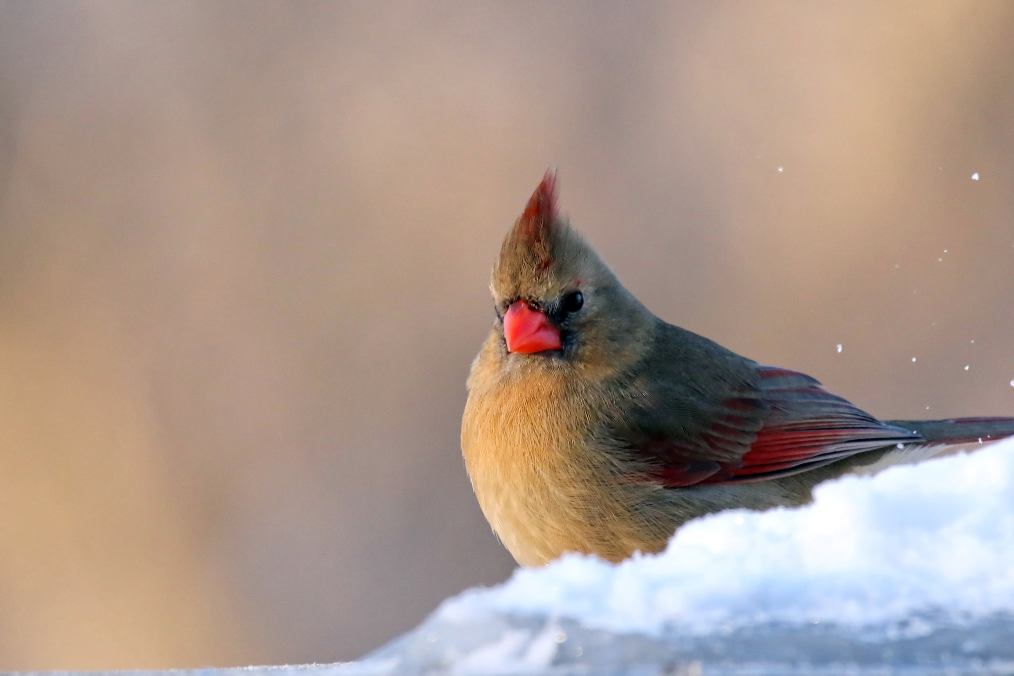 150-600mm F5-6.3 DG OS HSM | Contemporary 015 sample photo. Northern cardinal (female) photography