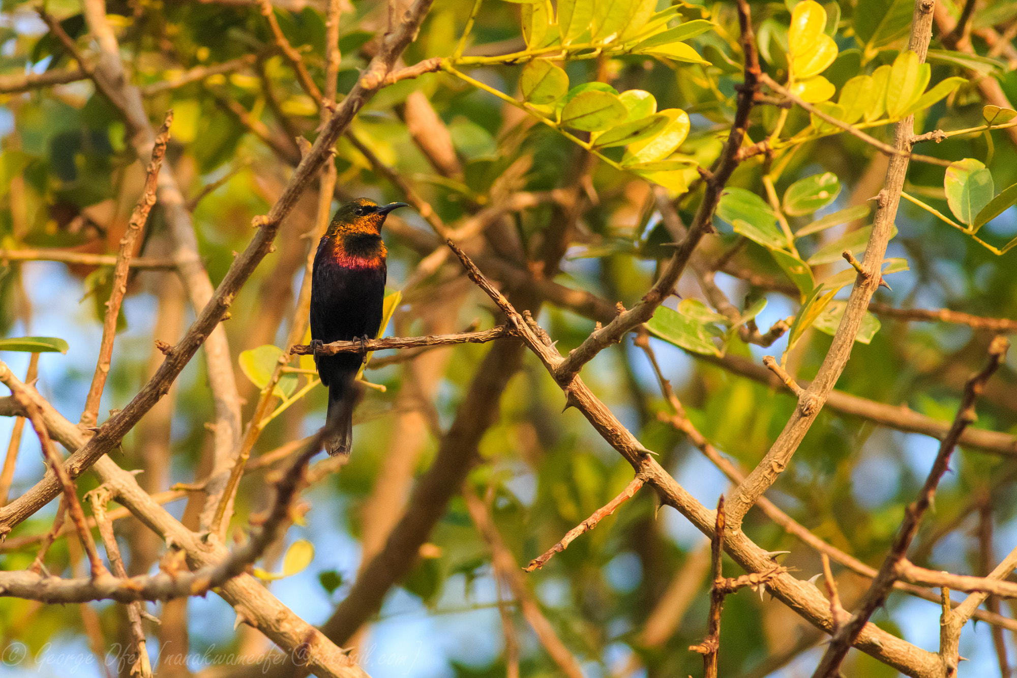 Canon EOS 70D + Canon EF 400mm F5.6L USM sample photo. Copper sunbird  photography