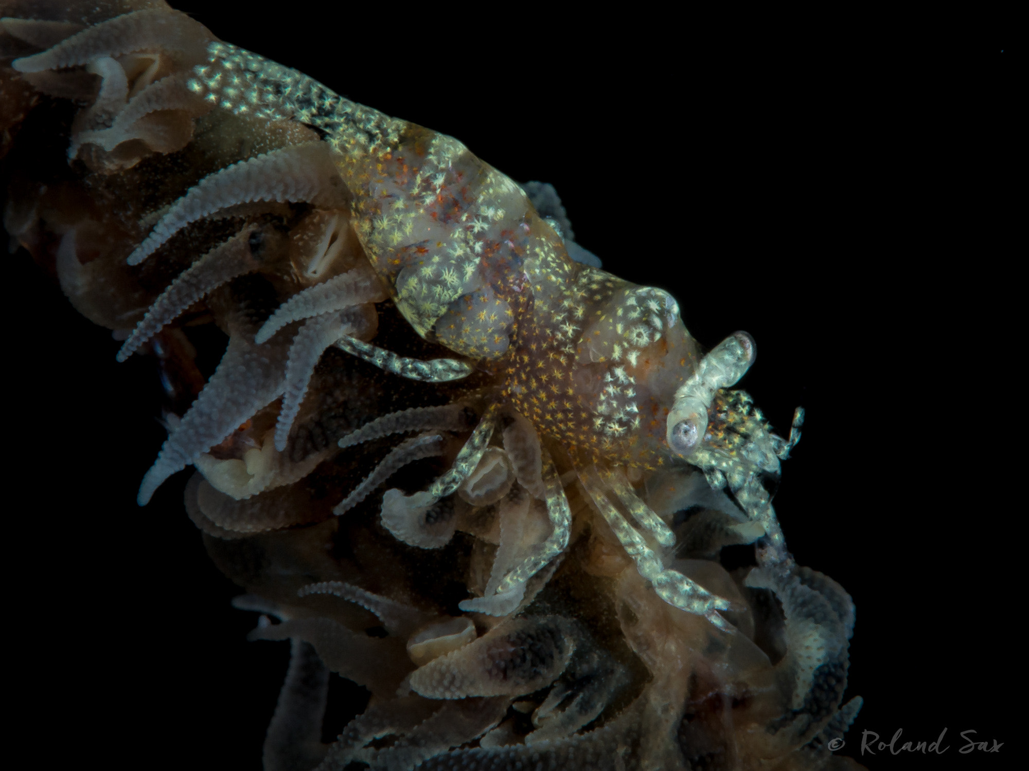 Olympus OM-D E-M5 sample photo. Anker's whip coral shrimp (pontonides ankeri) photography
