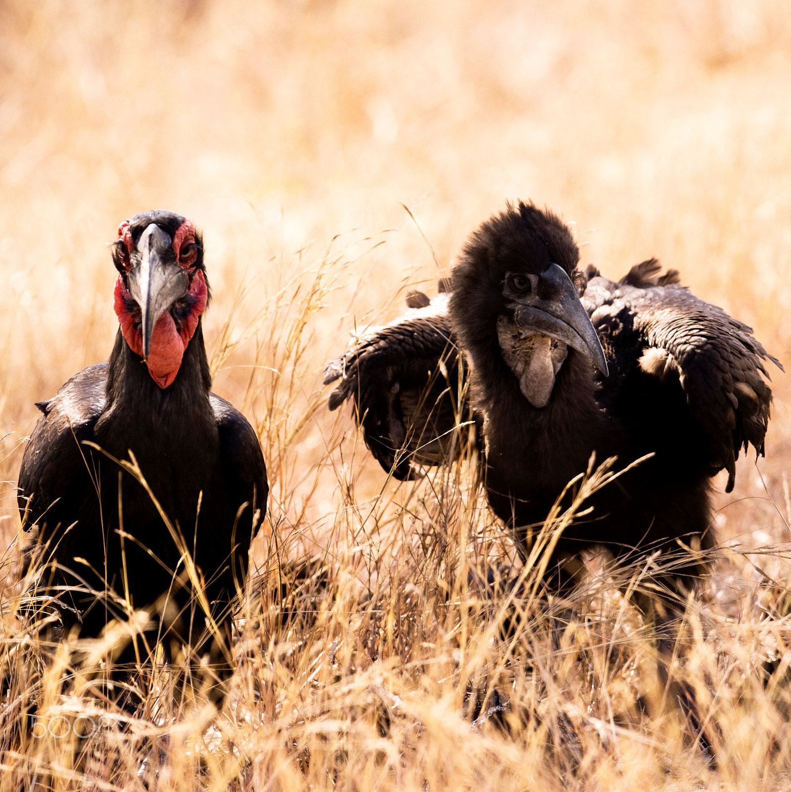 Sigma 150-600mm F5-6.3 DG OS HSM | C sample photo. Duo photography