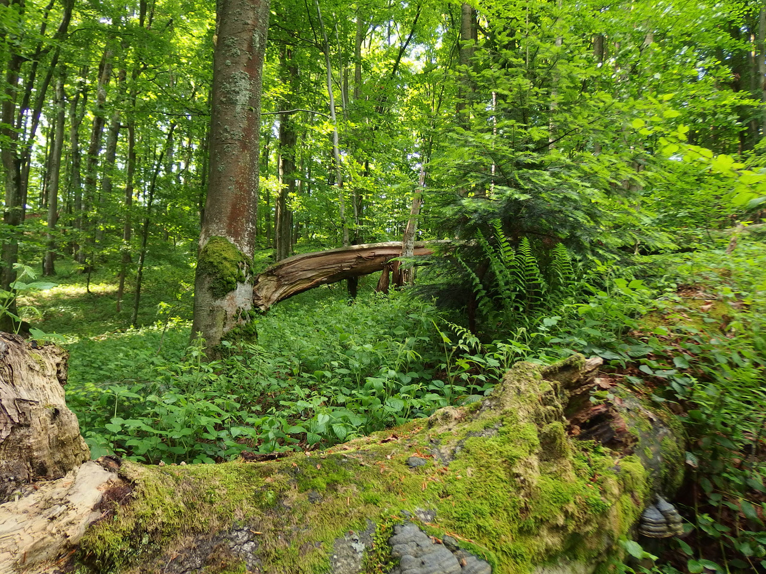 Olympus Stylus XZ-10 sample photo. Bieszczady mountains photography
