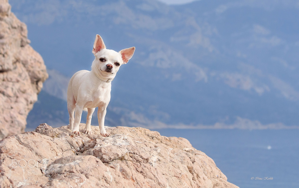 Canon EF 70-300mm F4-5.6 IS USM sample photo. Chihuahua - conqueror of the mountains photography