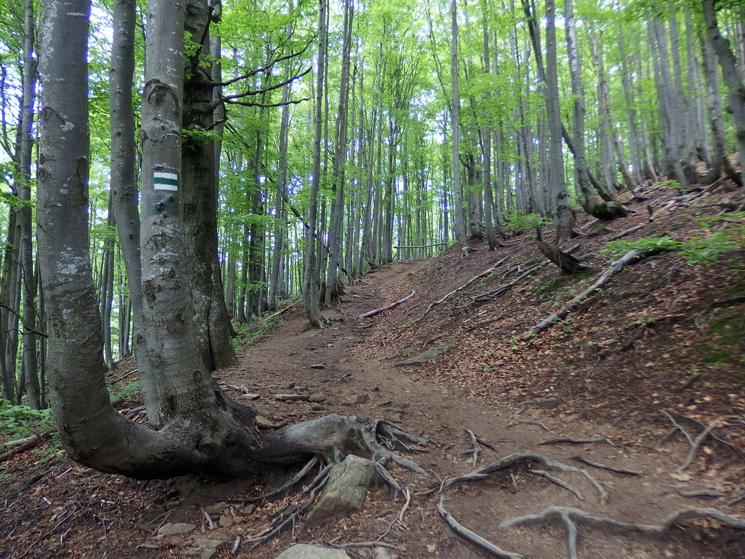 Olympus Stylus XZ-10 sample photo. Bieszczady mountains photography