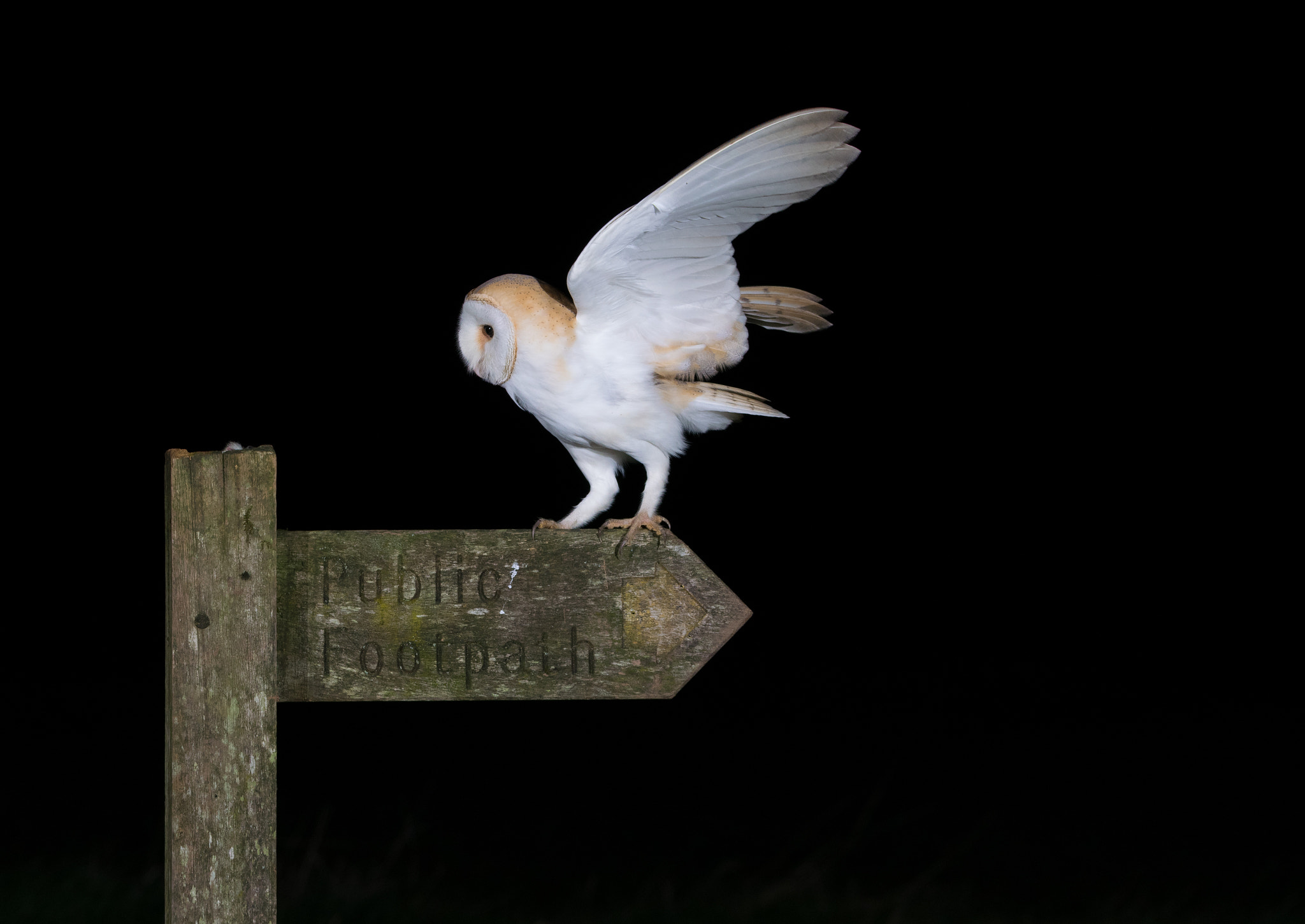 Sigma 150-600mm F5-6.3 DG OS HSM | C sample photo. Barn owl photography