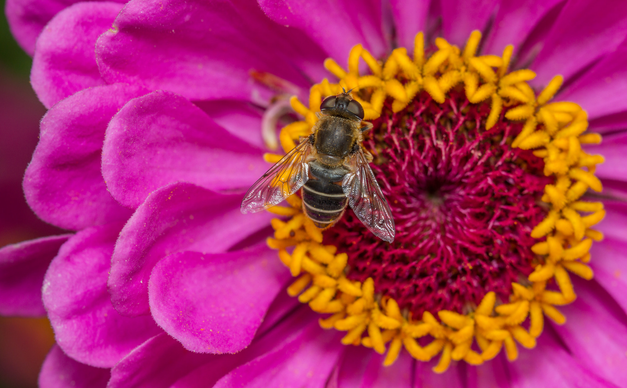 Canon EF 100mm F2.8 Macro USM sample photo. Ersistalis nemorum photography