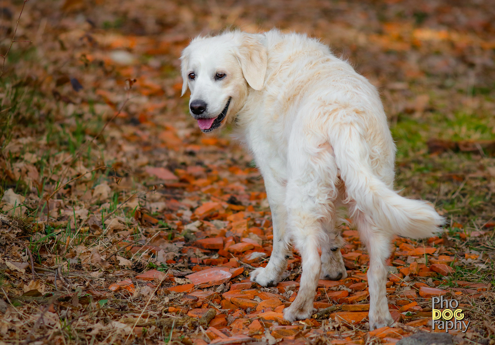 Canon EOS 80D + Canon EF 200mm F2.8L II USM sample photo. Lovely golden retriever photography