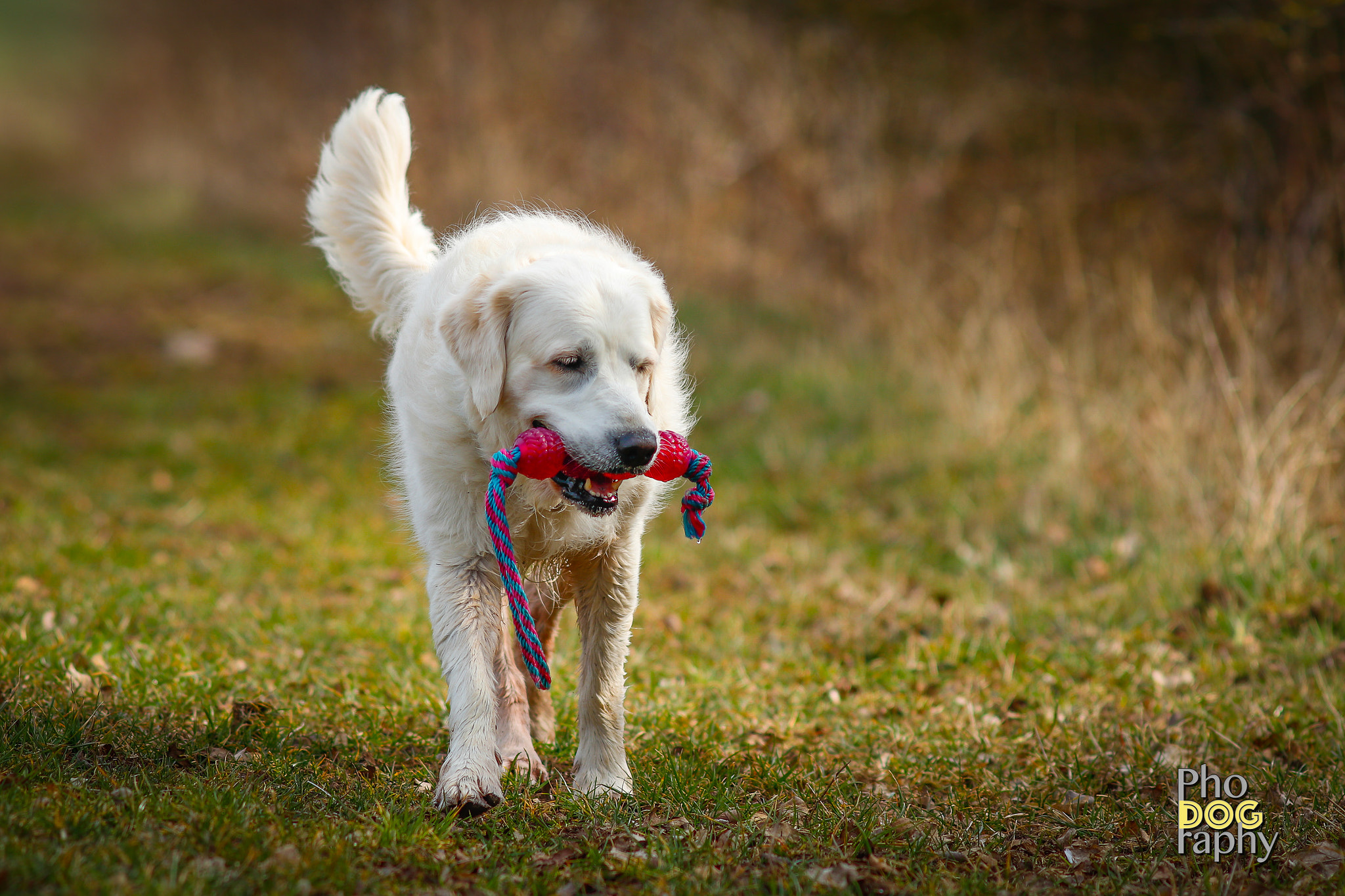 Canon EOS 80D + Canon EF 200mm F2.8L II USM sample photo. Lovely golden retriever photography