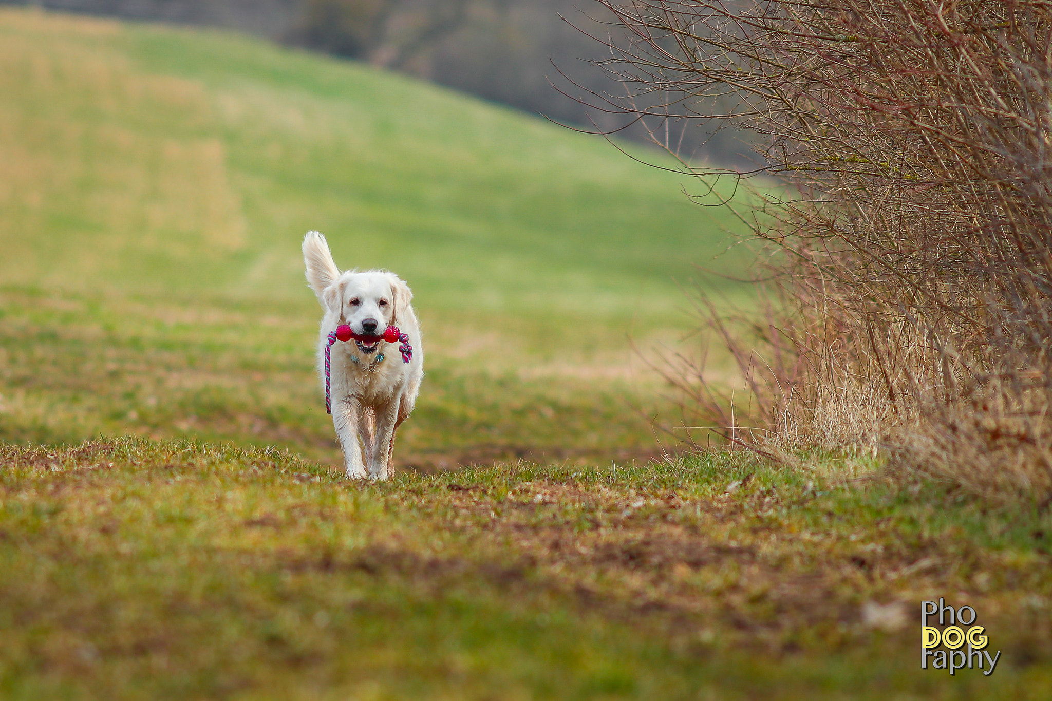 Canon EF 200mm F2.8L II USM sample photo. Lovely golden retriever photography