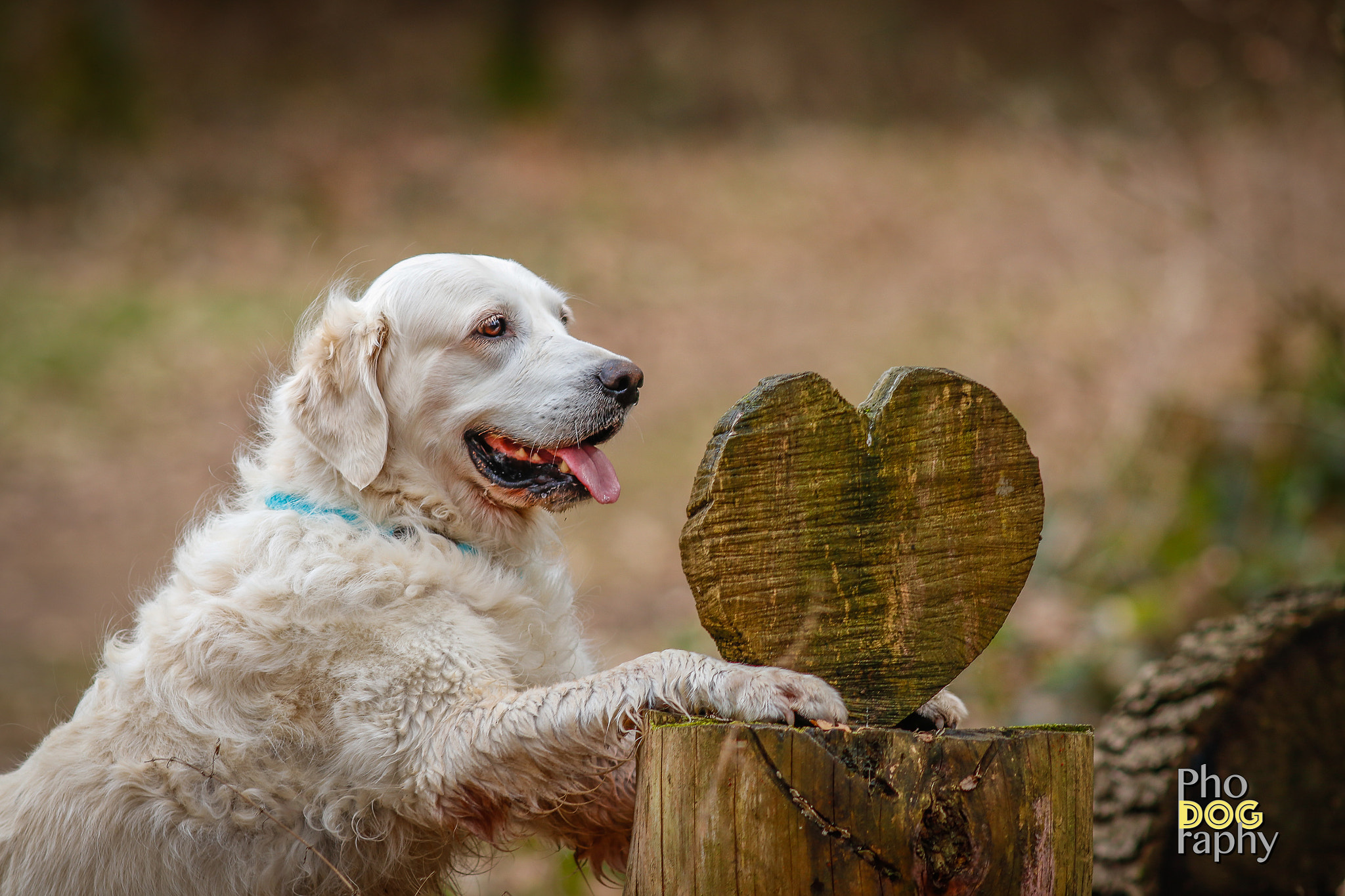 Canon EF 200mm F2.8L II USM sample photo. Lovely golden retriever photography