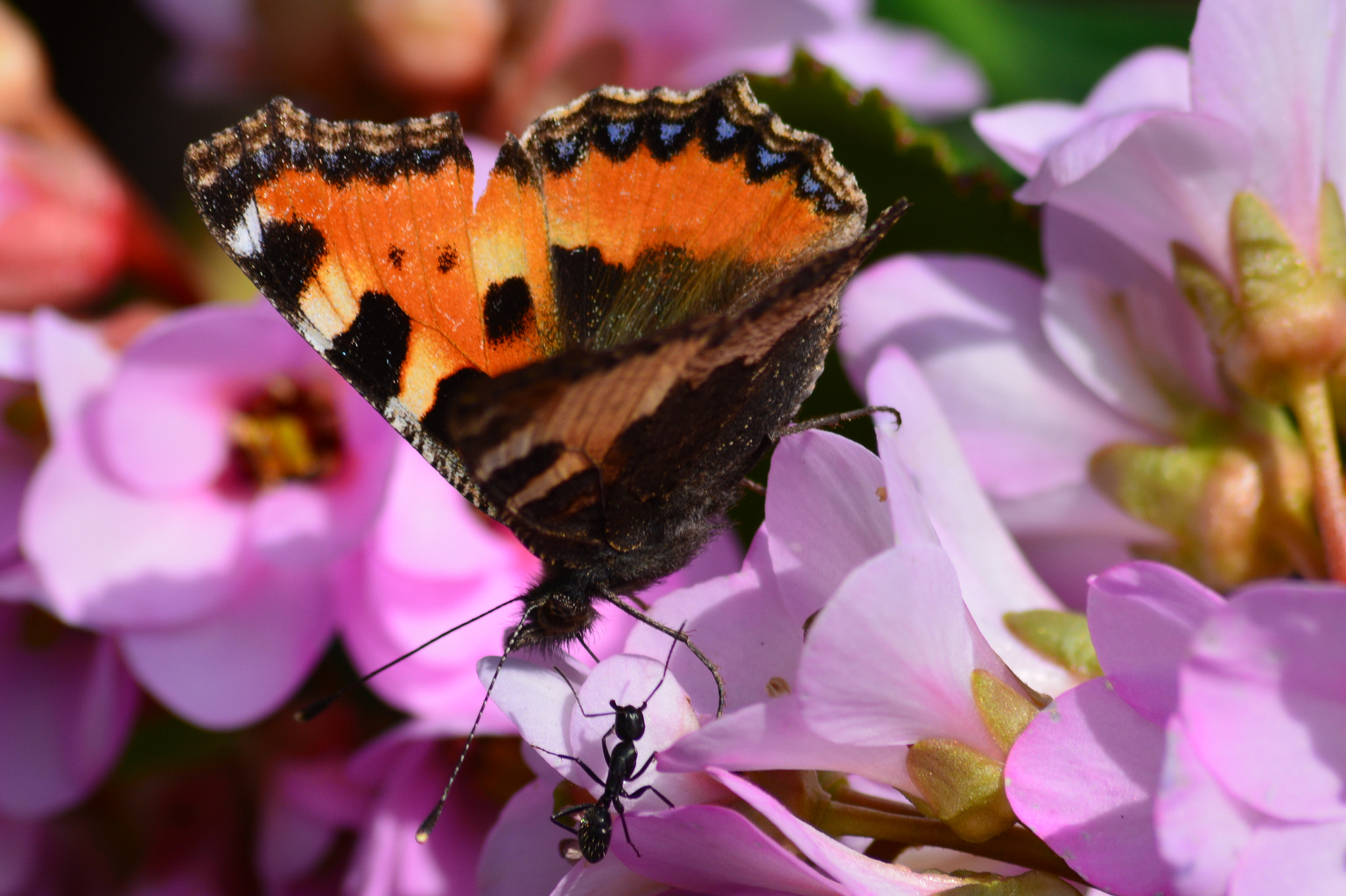 Sigma 70-300mm F4-5.6 APO DG Macro sample photo. Aglais urticae photography