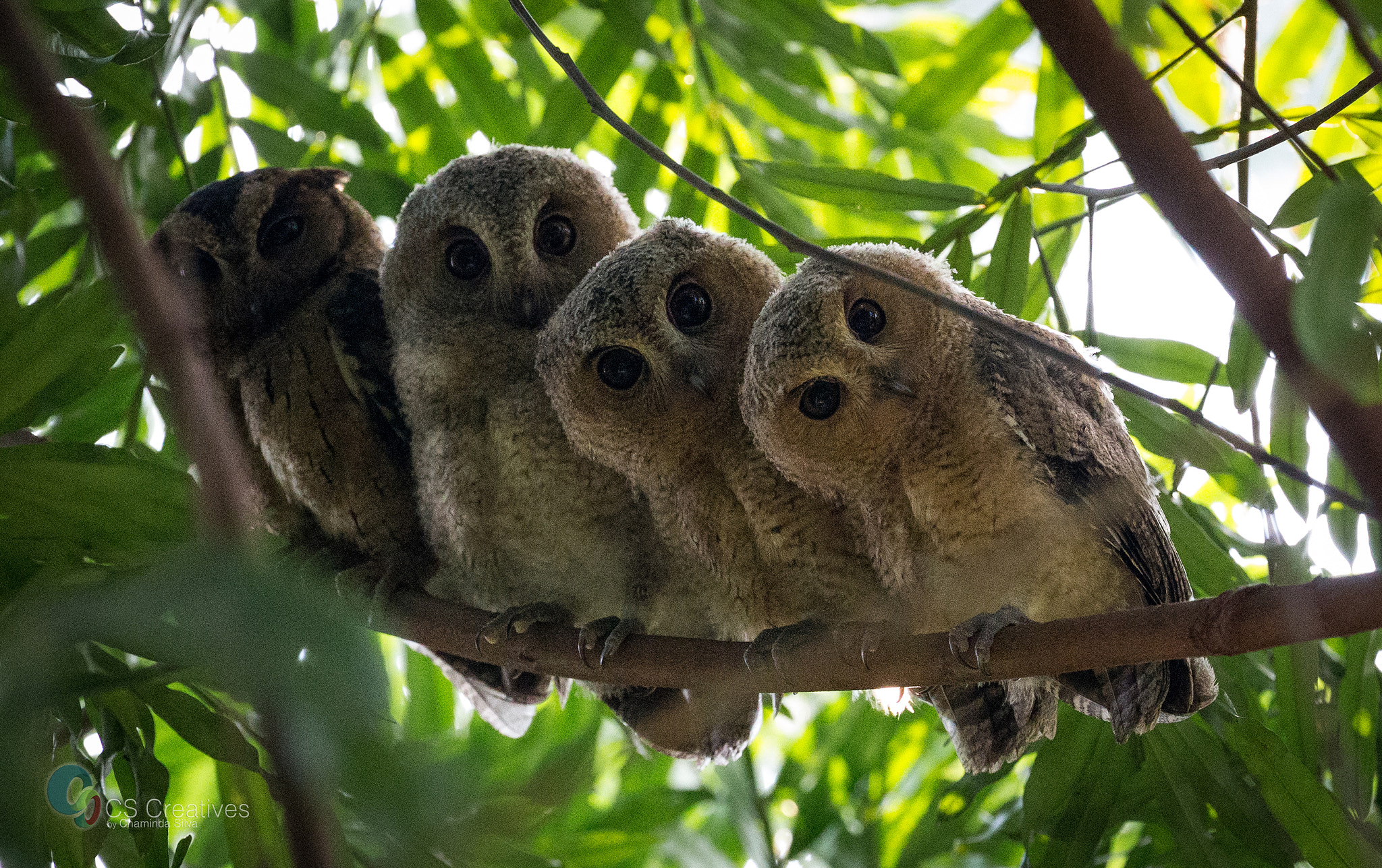 Canon EOS-1D X sample photo. Collared scops owl/india scops owl photography