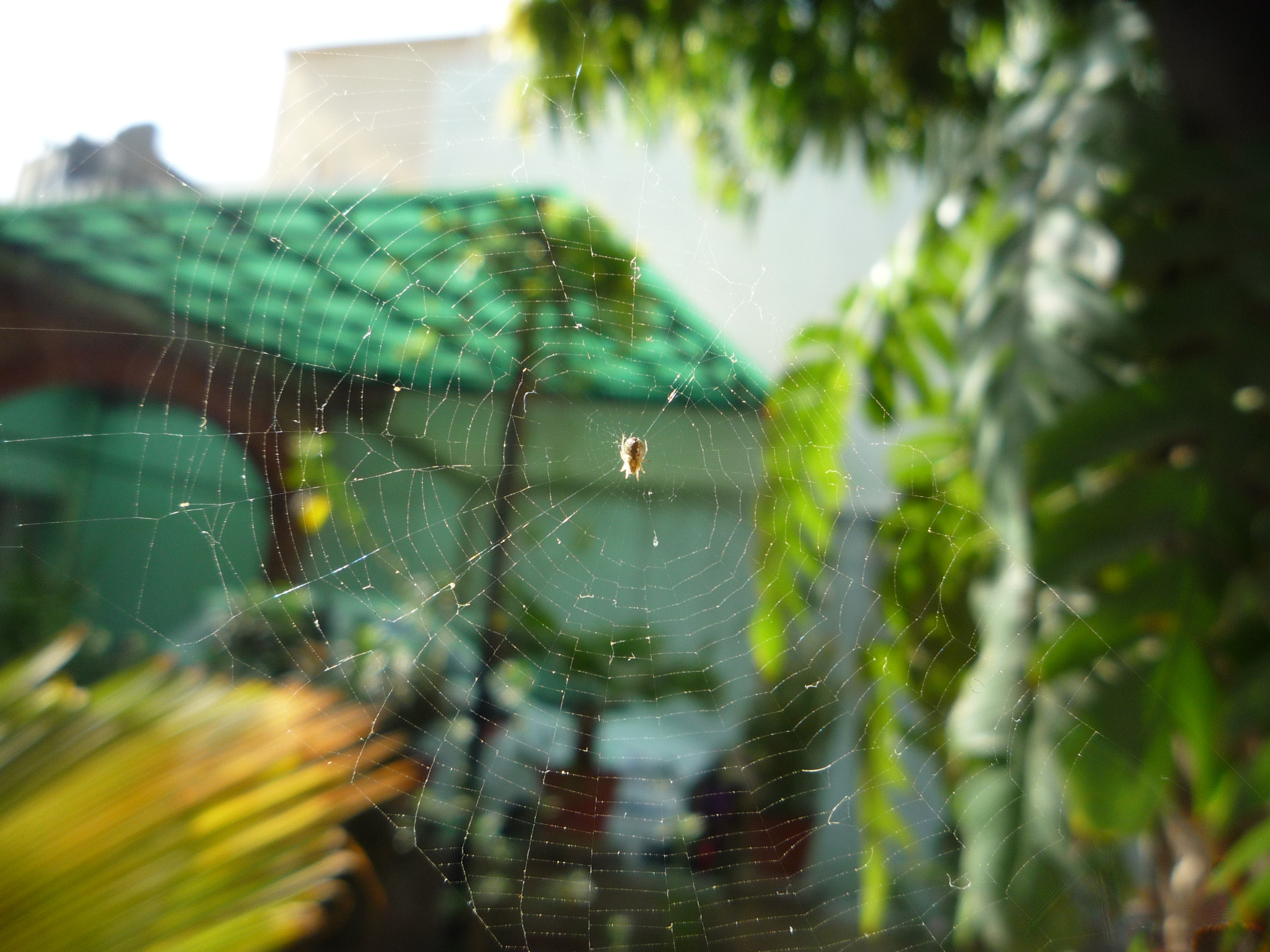 Panasonic DMC-LZ10 sample photo. Web photography
