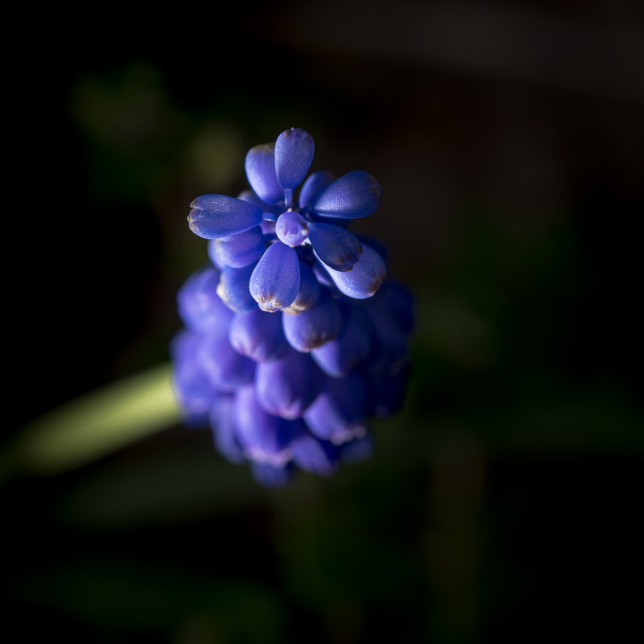 Nikon D800 sample photo. Macro j6 photography