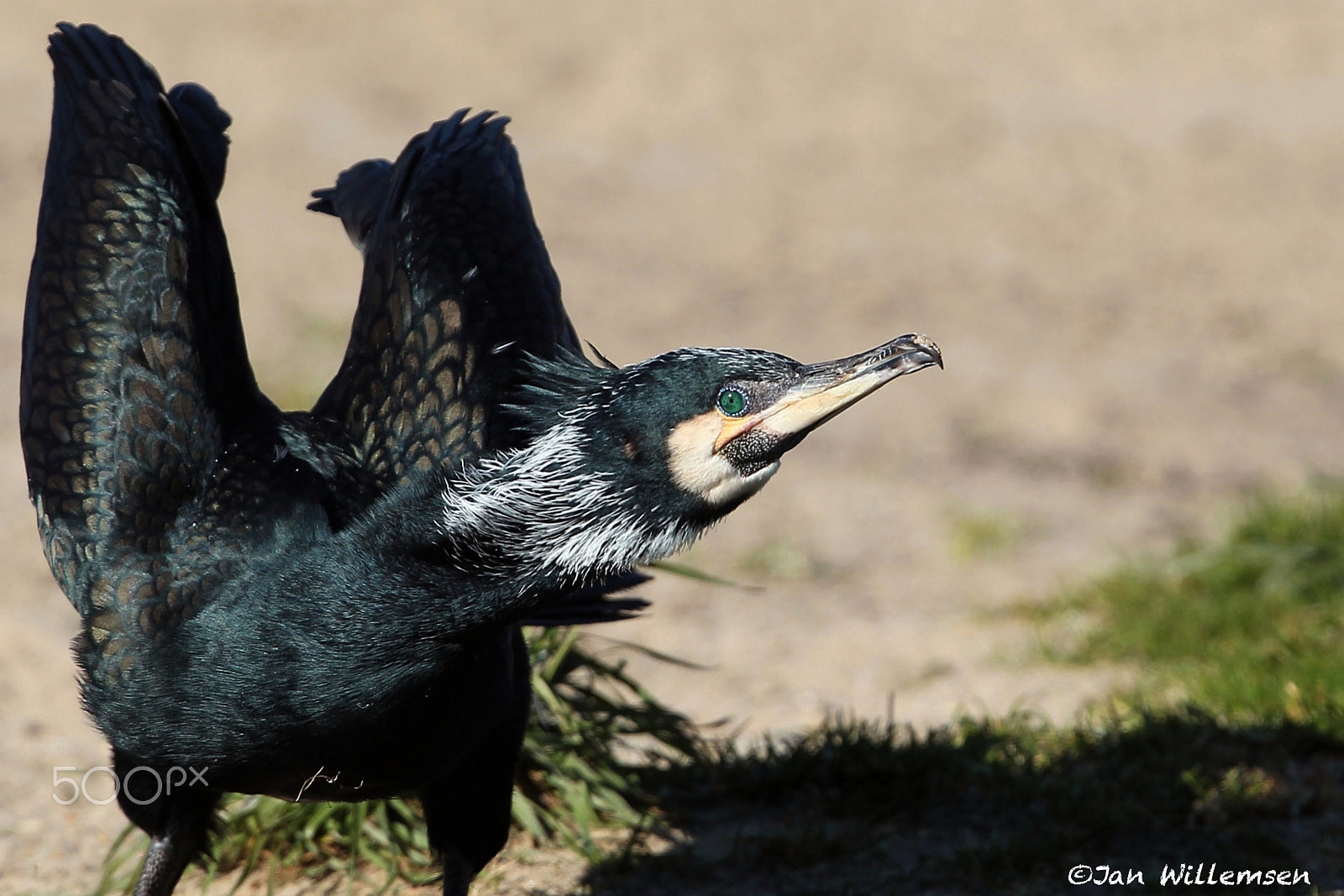 Canon EF 300mm F2.8L IS II USM sample photo. Great cormorant photography