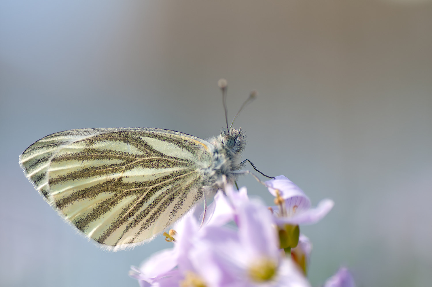 Nikon D300S sample photo. Butterfly photography