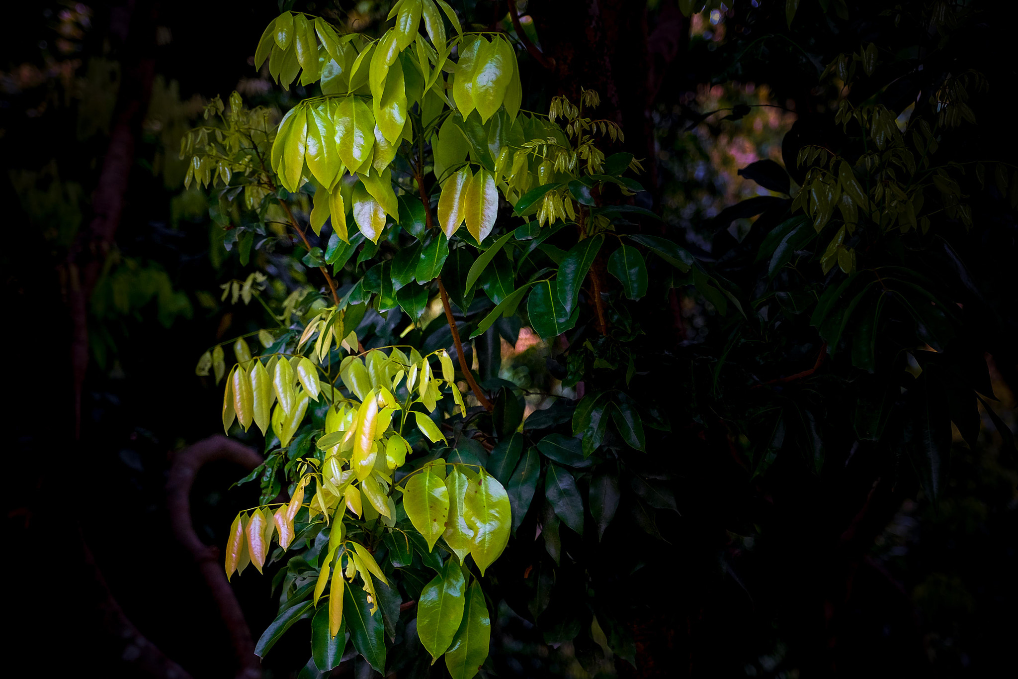 Fujifilm X-Pro2 + Fujifilm XF 16-55mm F2.8 R LM WR sample photo. 根深叶茂 photography
