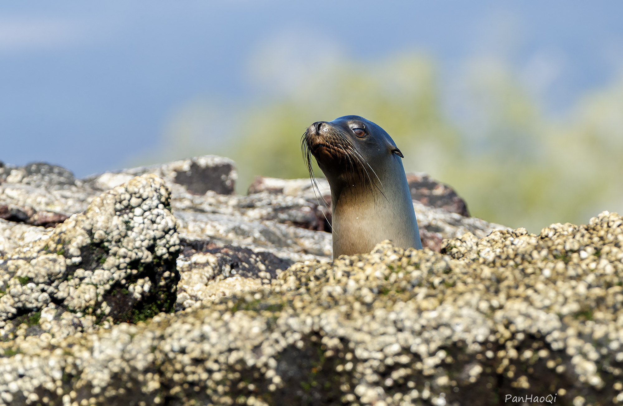 Canon EF 200-400mm F4L IS USM Extender 1.4x sample photo. Sea lion photography