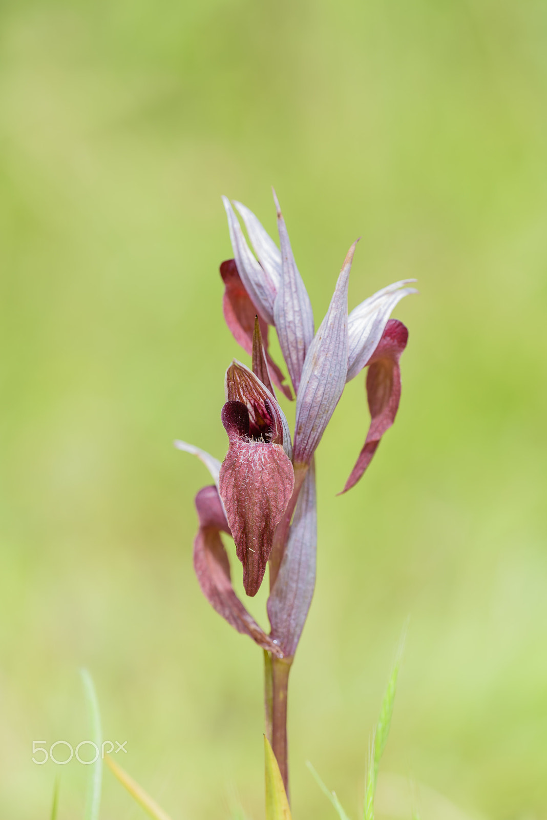 Sigma 150mm F2.8 EX DG OS Macro HSM sample photo. Istrischer zungenstendel, serapias istriaca, tongue orchid istri photography