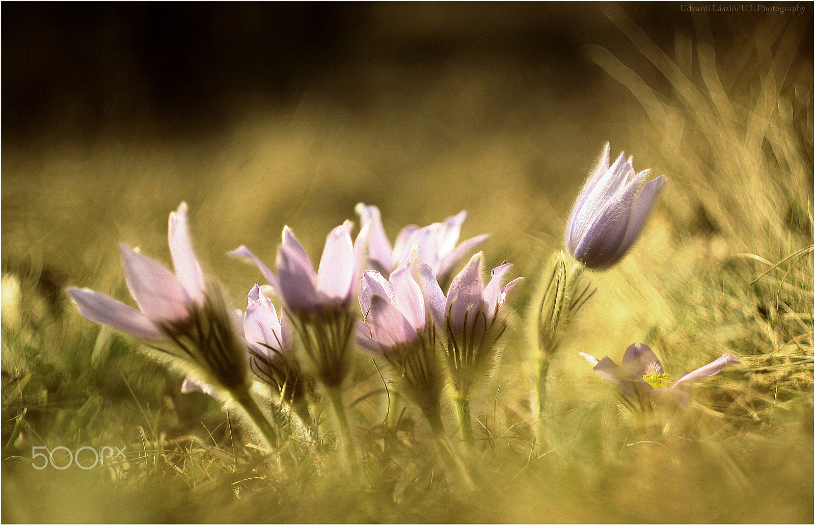 Canon EF 35-80mm f/4-5.6 sample photo. Wild flower photography